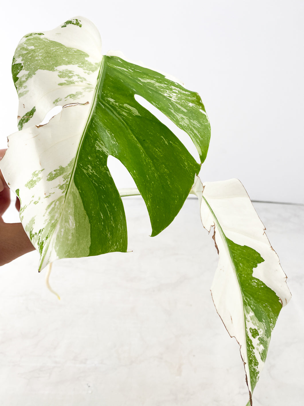 Monstera Albo White Tiger 2 leaves rooting top cutting