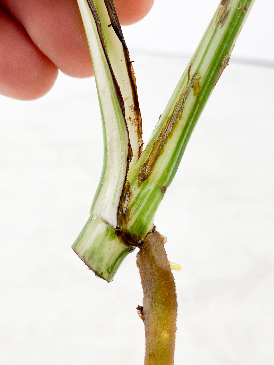 Monstera Albo White Tiger 2 leaves rooting top cutting