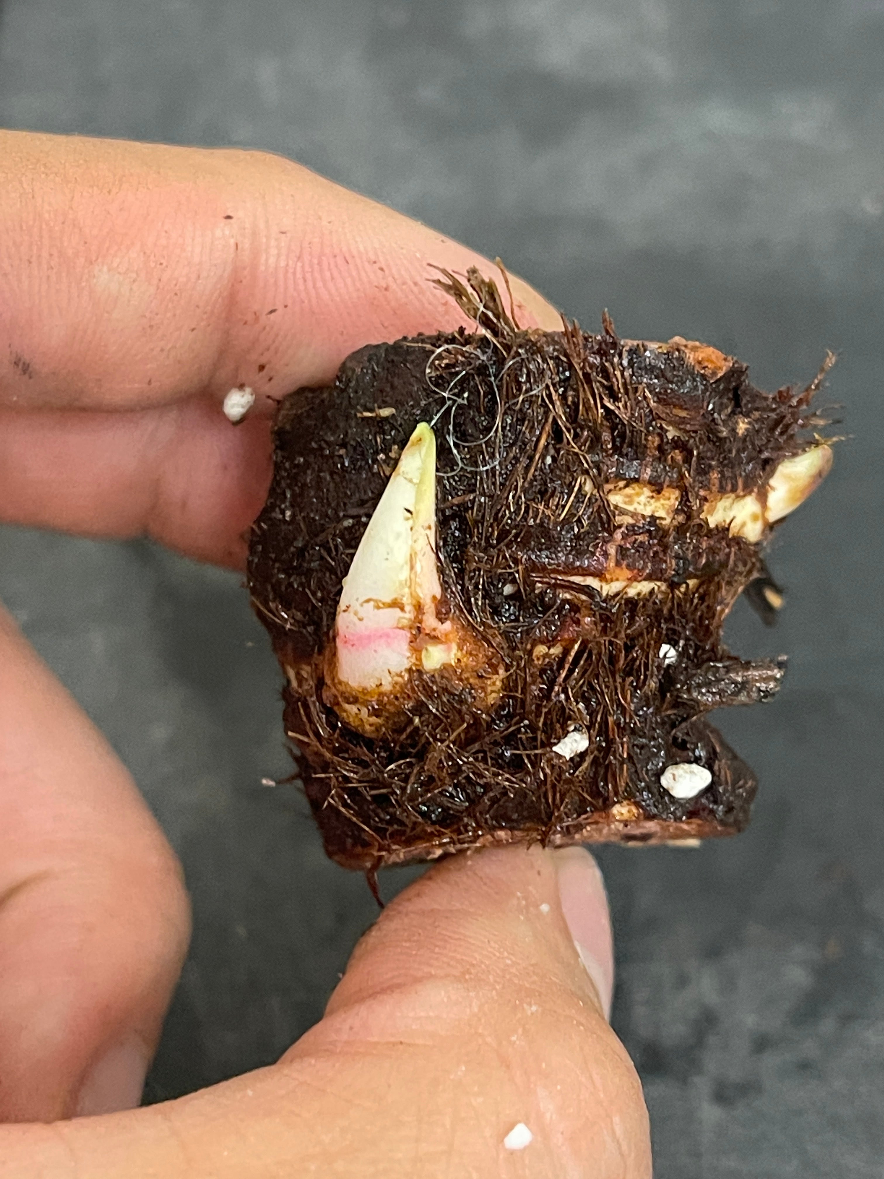 Anthurium peltigerum Unrooted chonk  with 3 sprouts (First photo is the mother plant, which is not included in this sale)