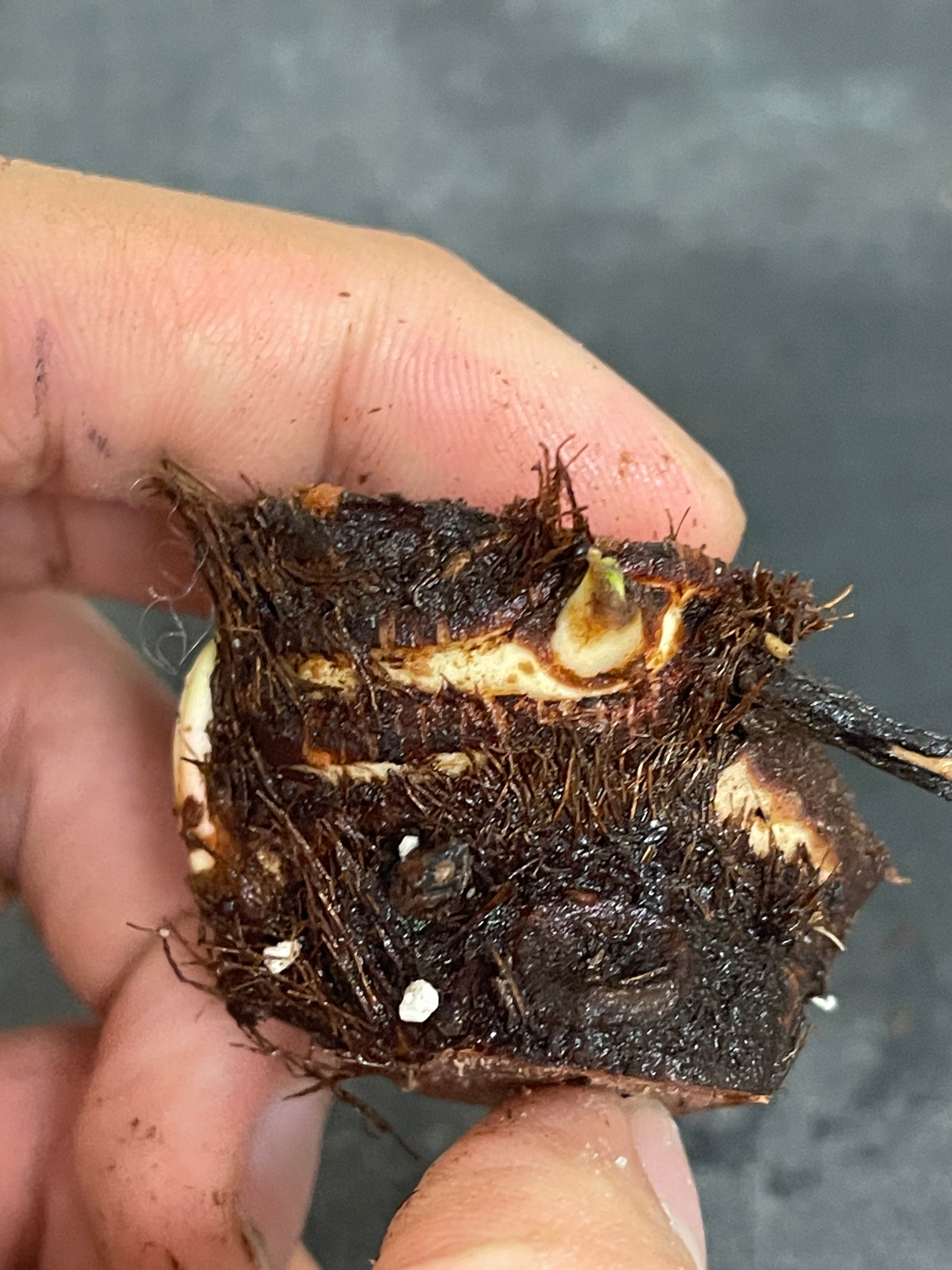 Anthurium peltigerum Unrooted chonk  with 3 sprouts (First photo is the mother plant, which is not included in this sale)