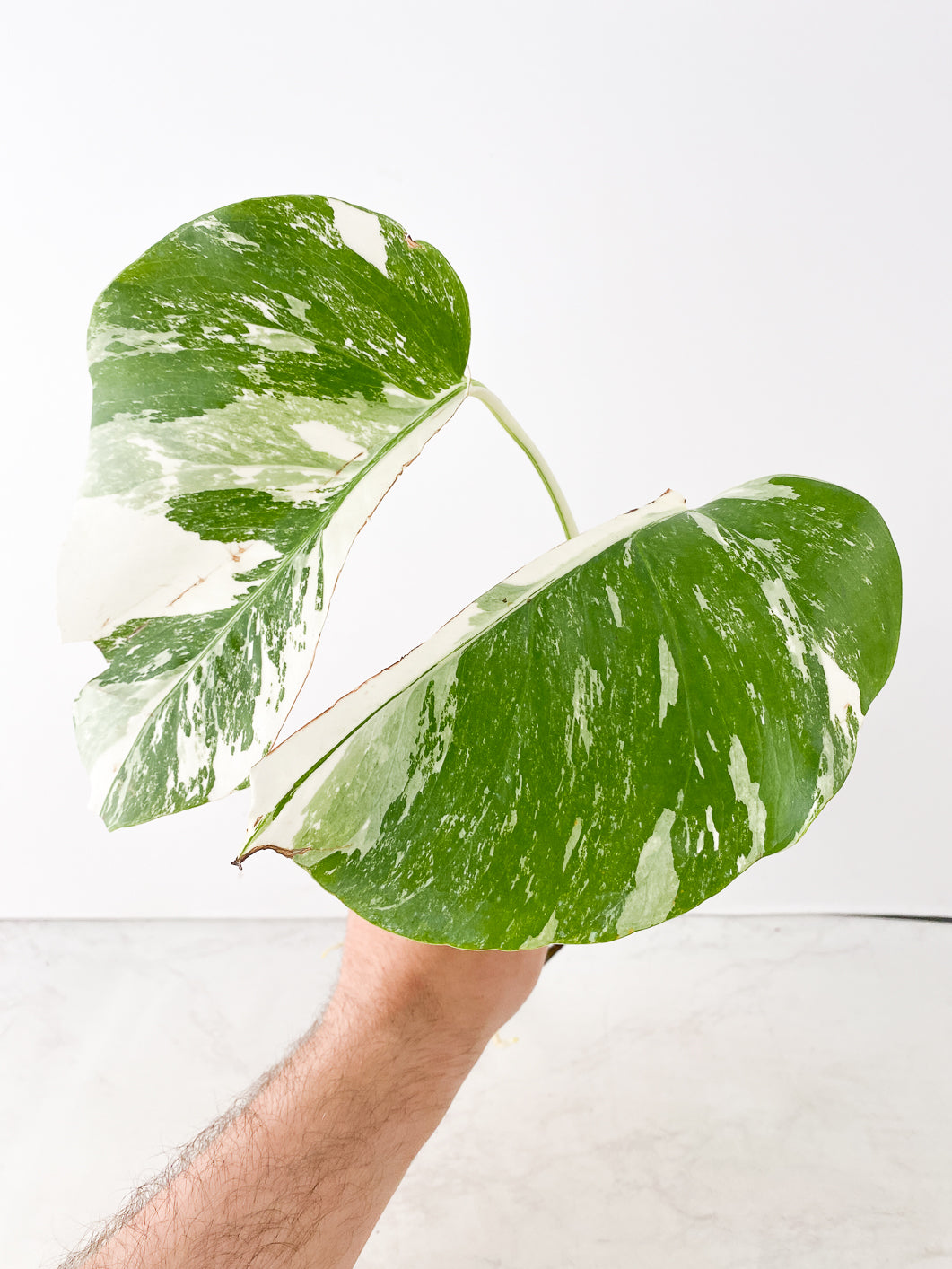 Monstera Albo White Tiger 2 leaves slightly rooted