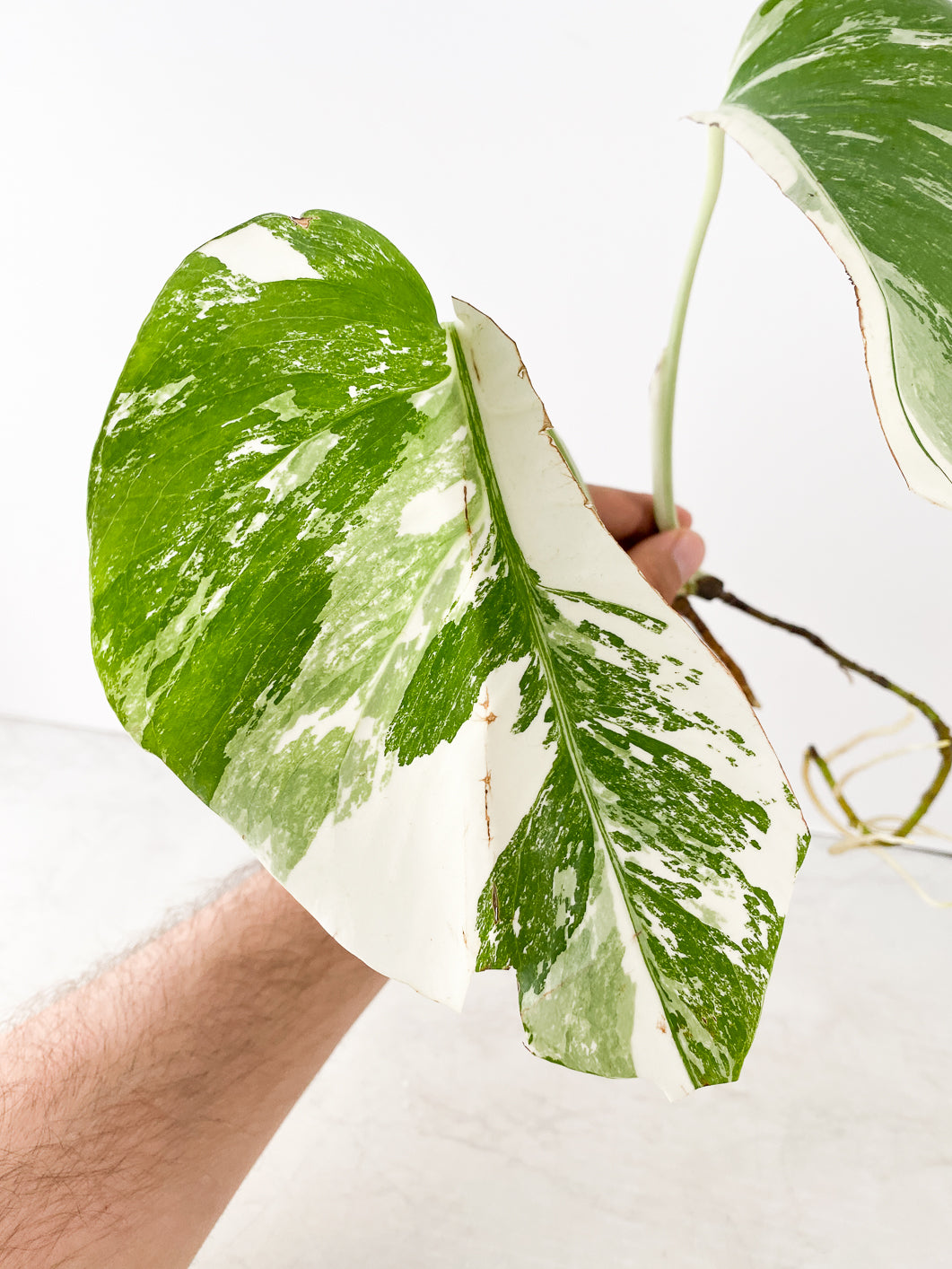 Monstera Albo White Tiger 2 leaves slightly rooted