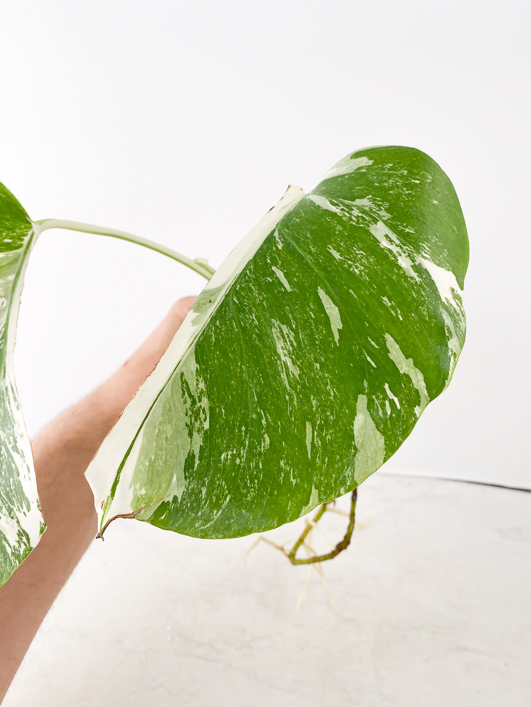 Monstera Albo White Tiger 2 leaves slightly rooted