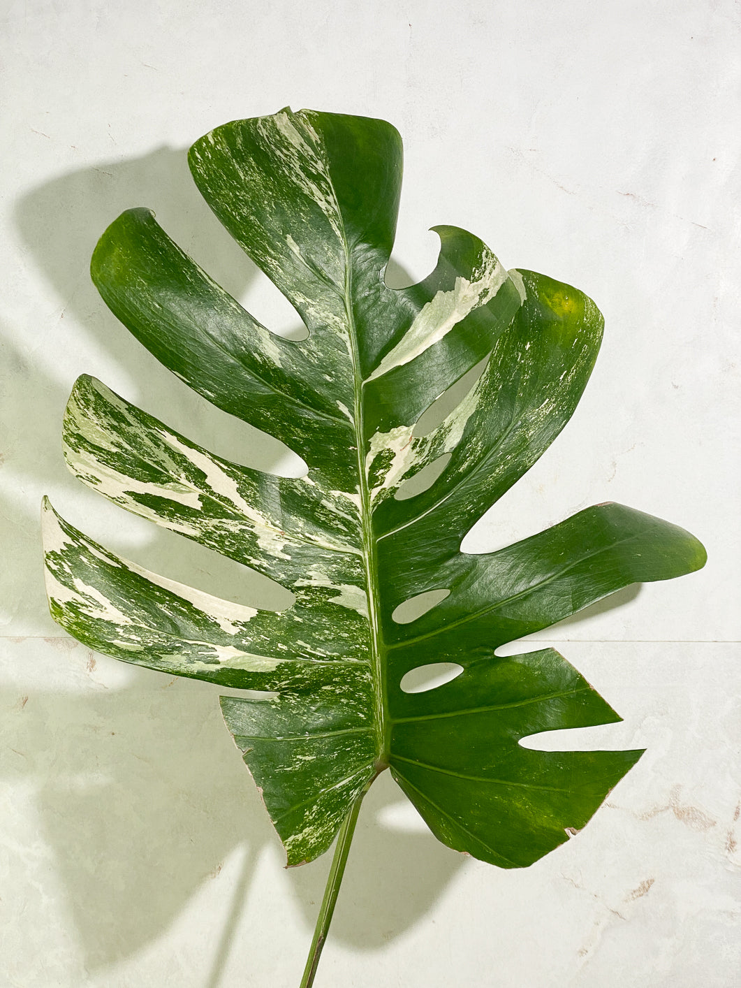 Monstera albo 1 large leaf 1 bud slightly rooted in moss
