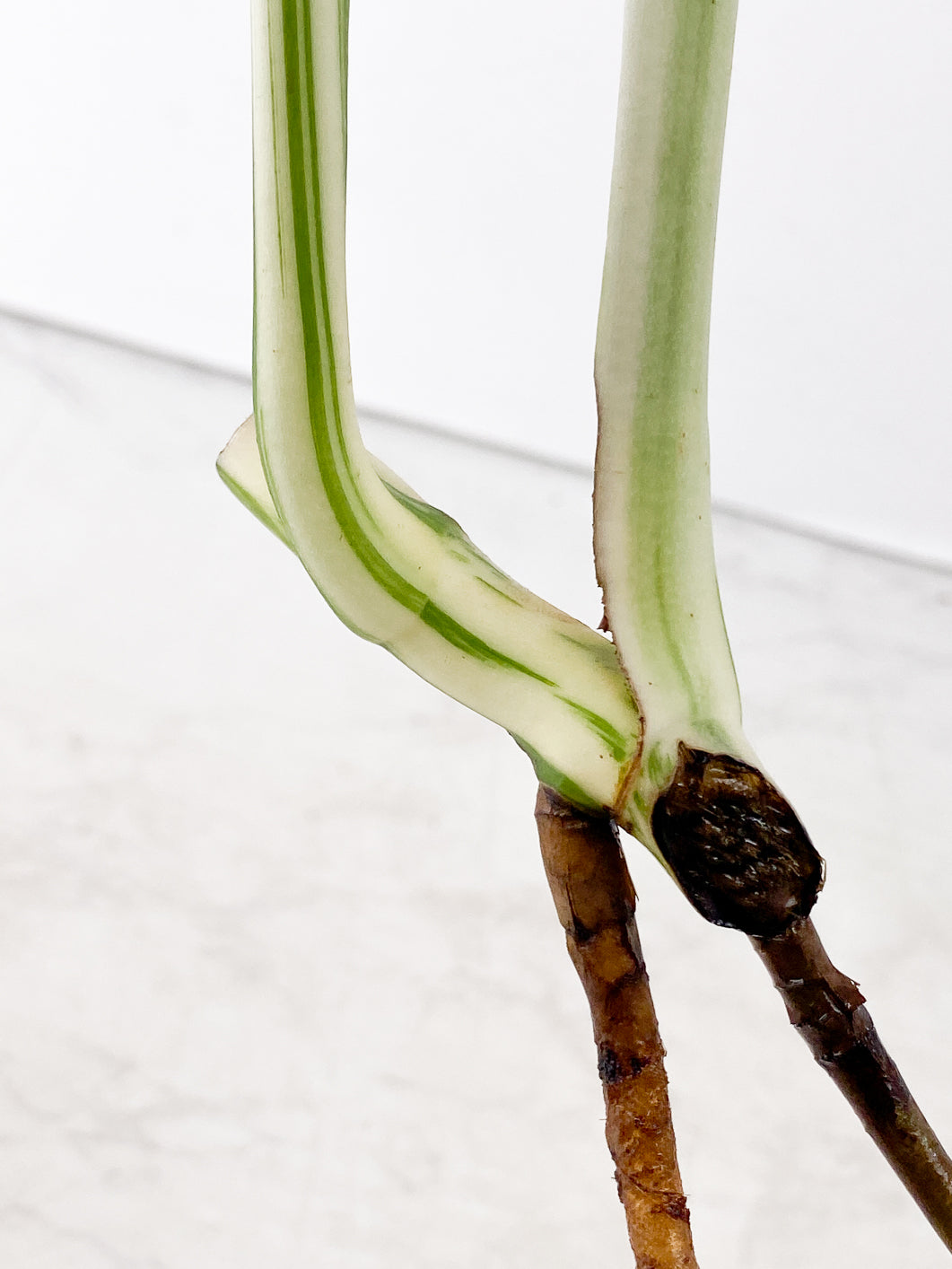 Monstera Albo White Tiger 2 leaves slightly rooted