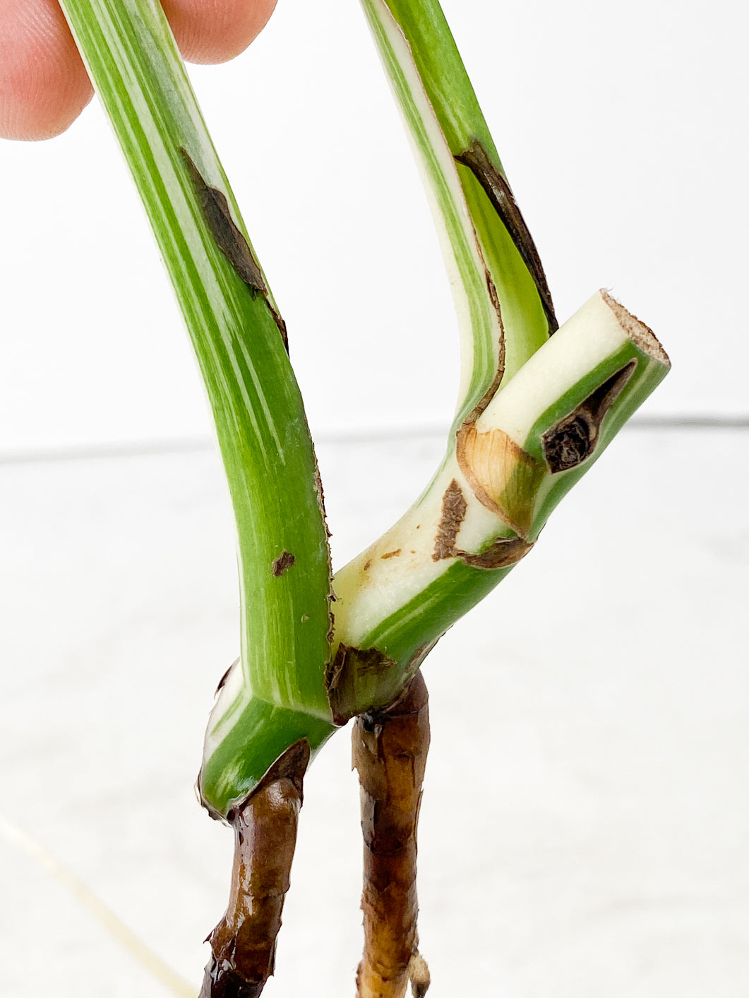 Monstera Albo White Tiger 2 leaves slightly rooted