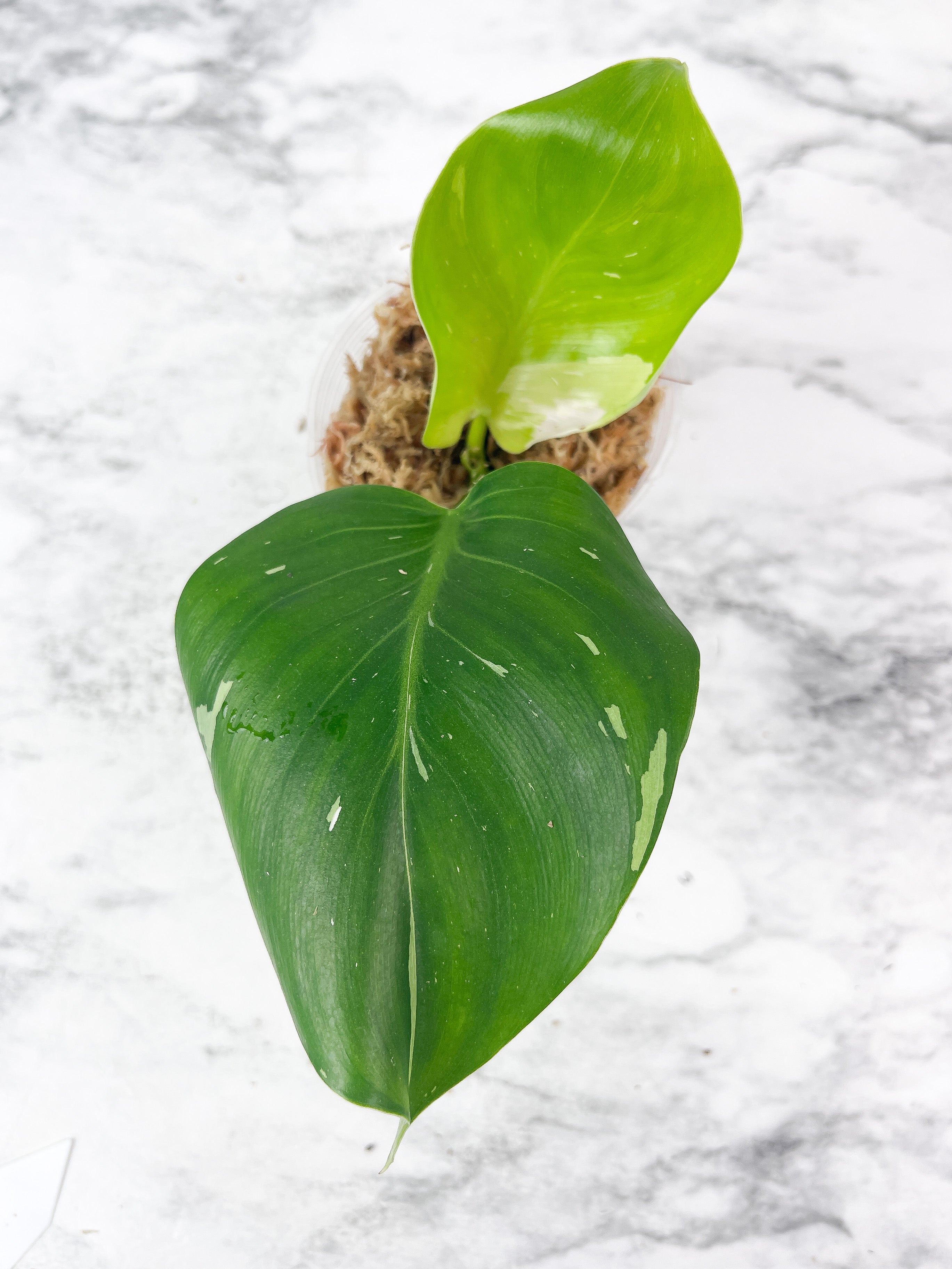 NOT FOR SALE: Philodendron White Wizard Rooting Top Cutting. 2 leaves