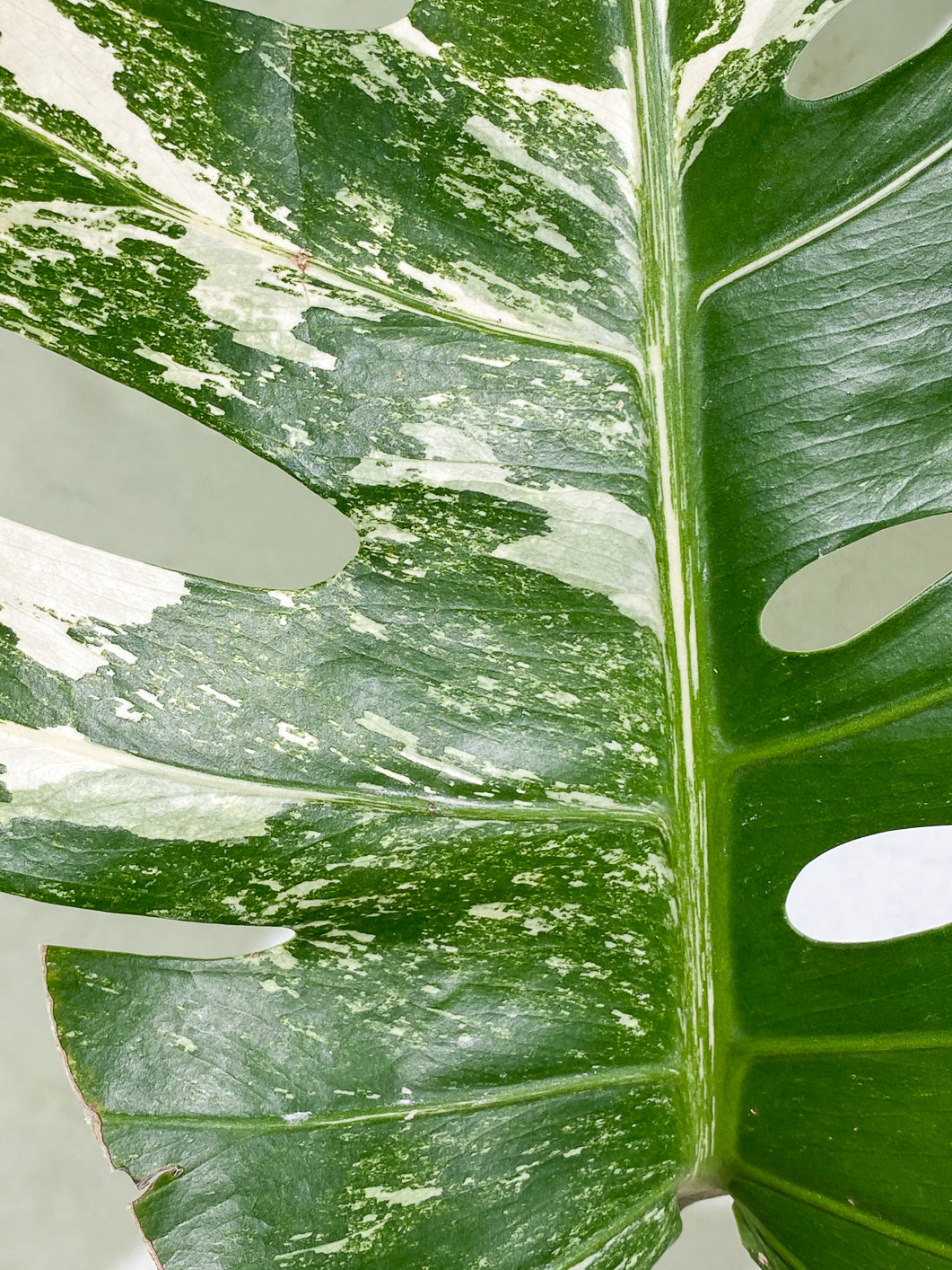 Monstera albo 1 large leaf 1 bud slightly rooted in moss