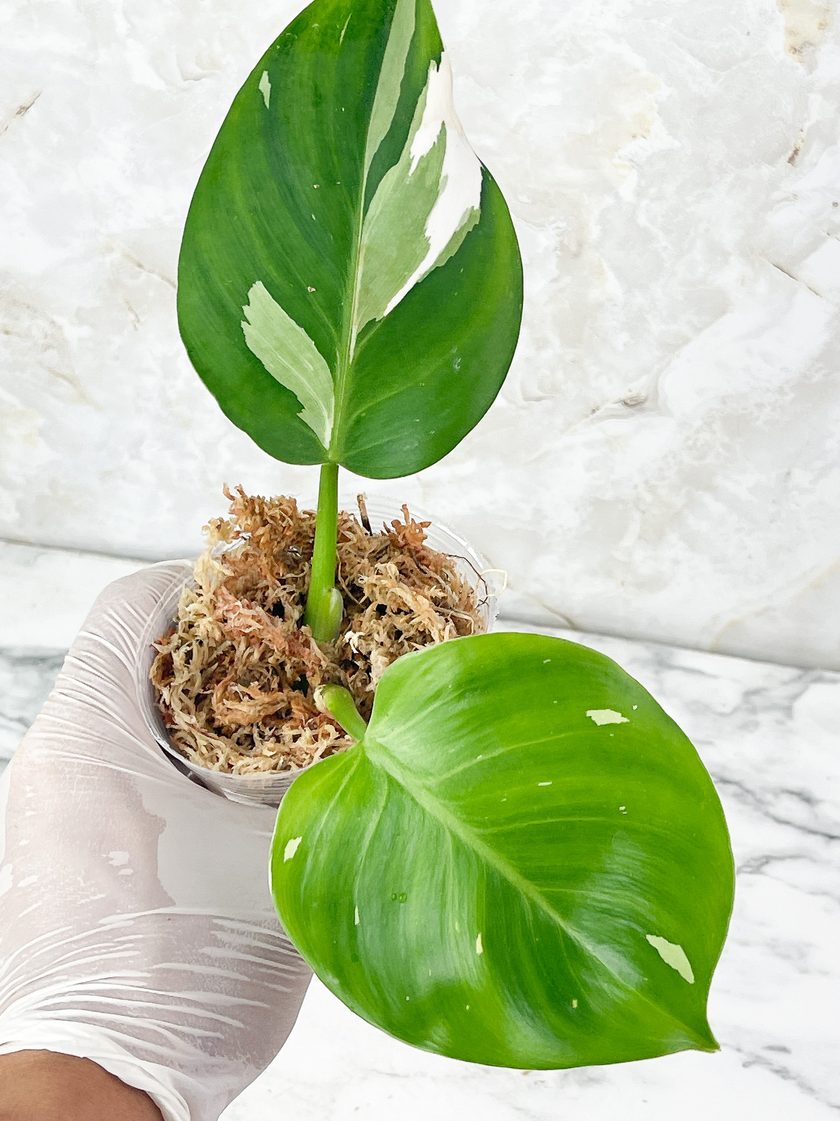 NOT FOR SALE: Philodendron White Wizard Rooting 2 leaves