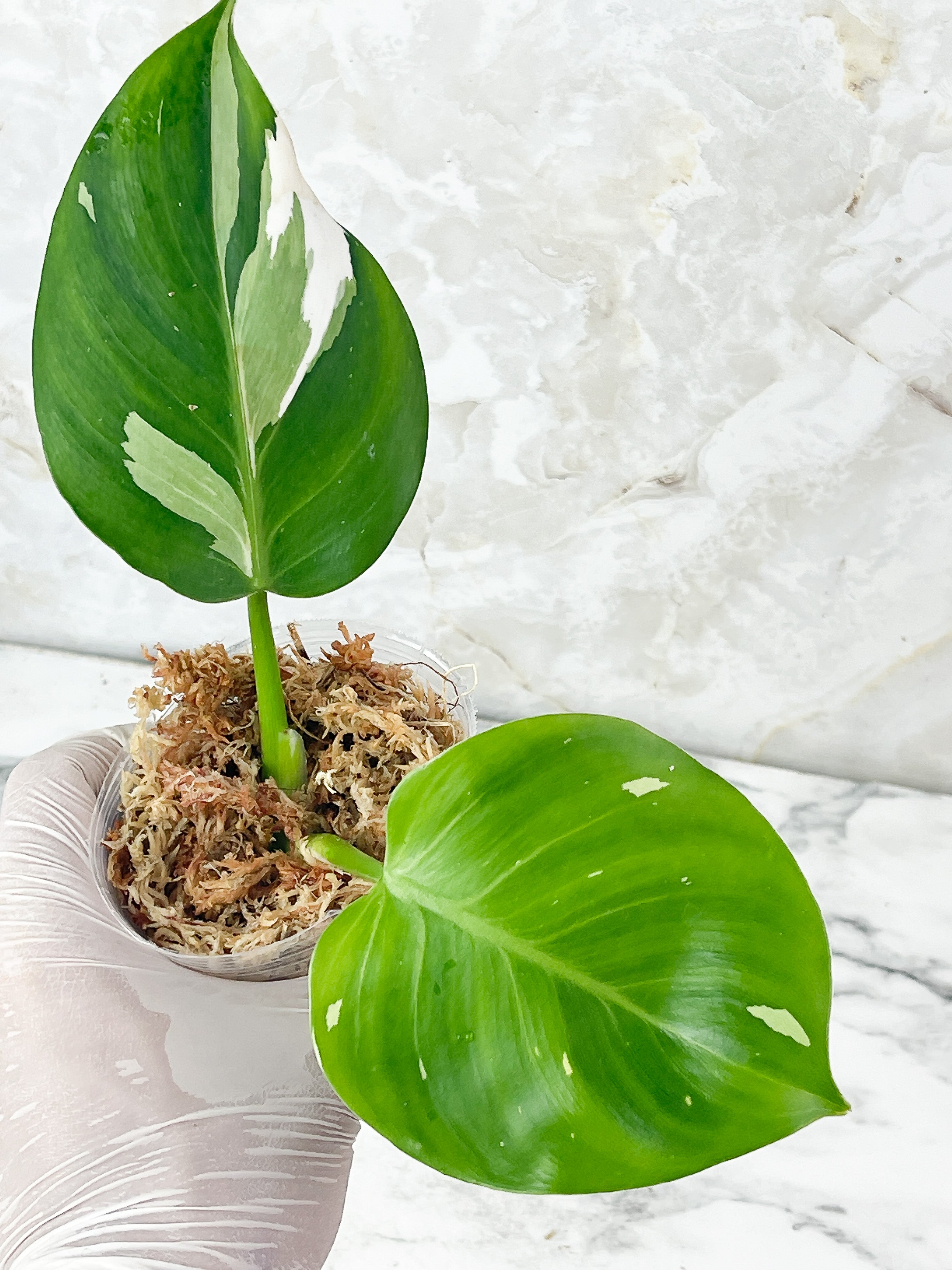 NOT FOR SALE: Philodendron White Wizard Rooting 2 leaves