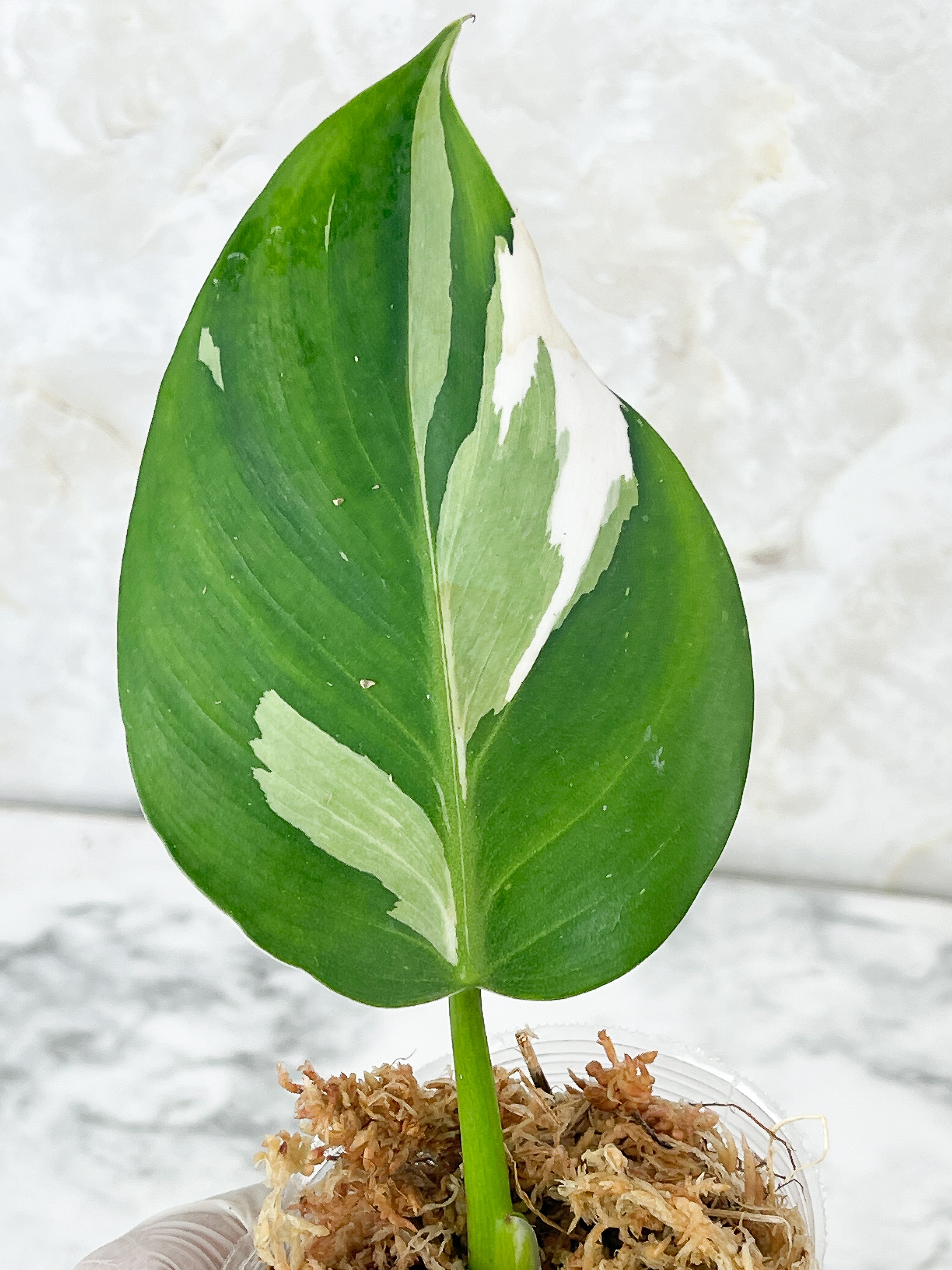 NOT FOR SALE: Philodendron White Wizard Rooting 2 leaves