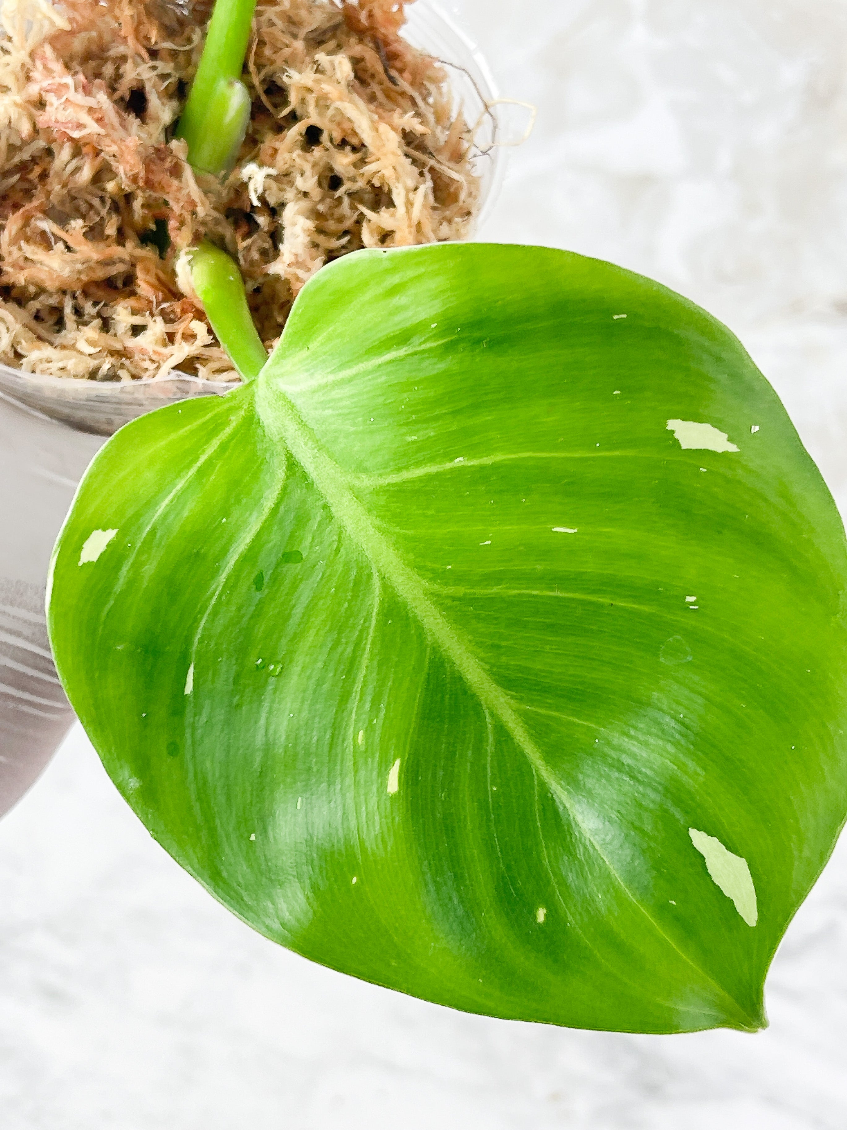 NOT FOR SALE: Philodendron White Wizard Rooting 2 leaves