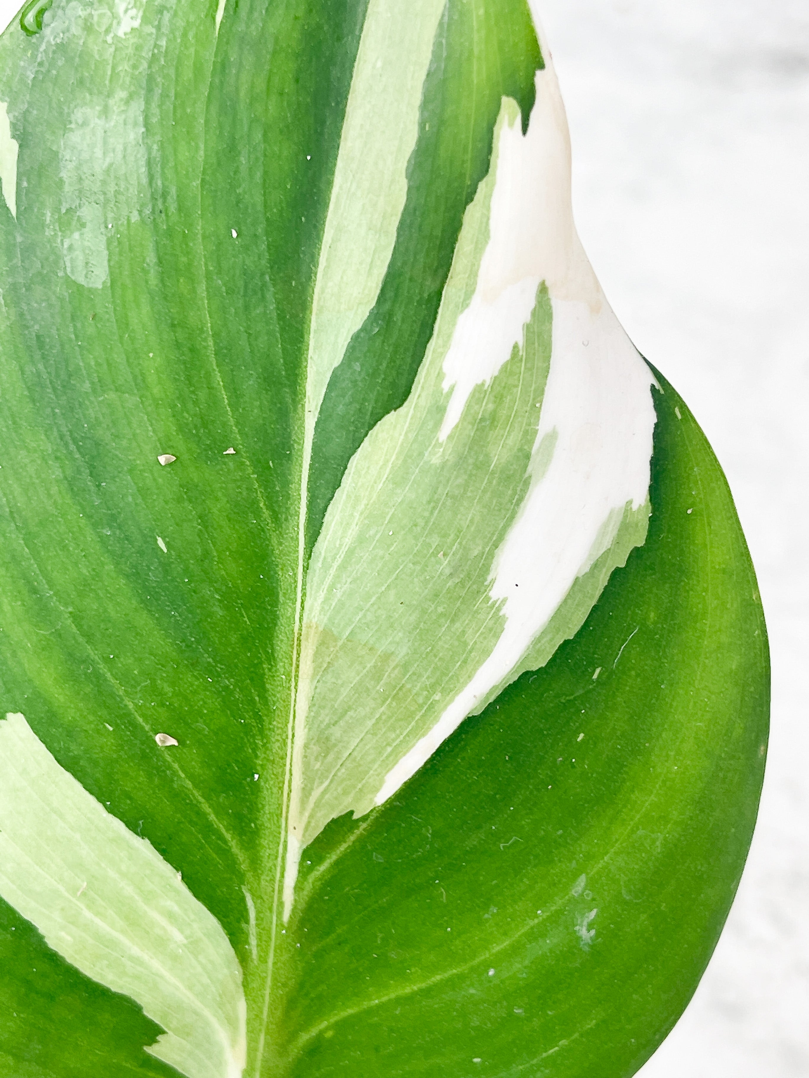 NOT FOR SALE: Philodendron White Wizard Rooting 2 leaves