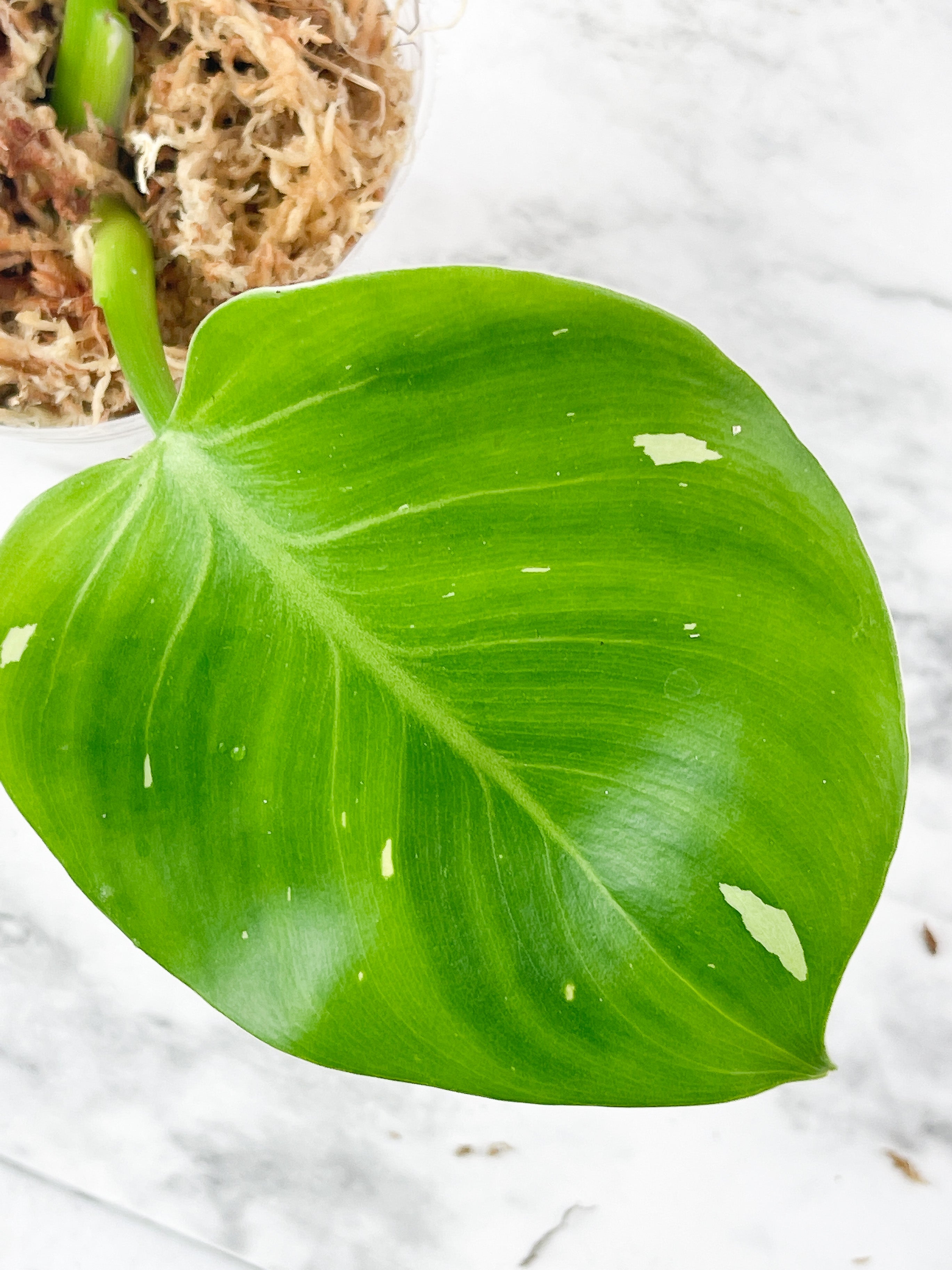 NOT FOR SALE: Philodendron White Wizard Rooting 2 leaves