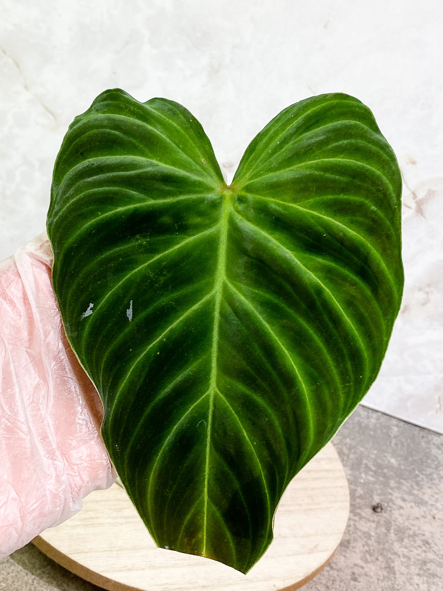 Philodendron Splendid 1 leaf slightly rooted