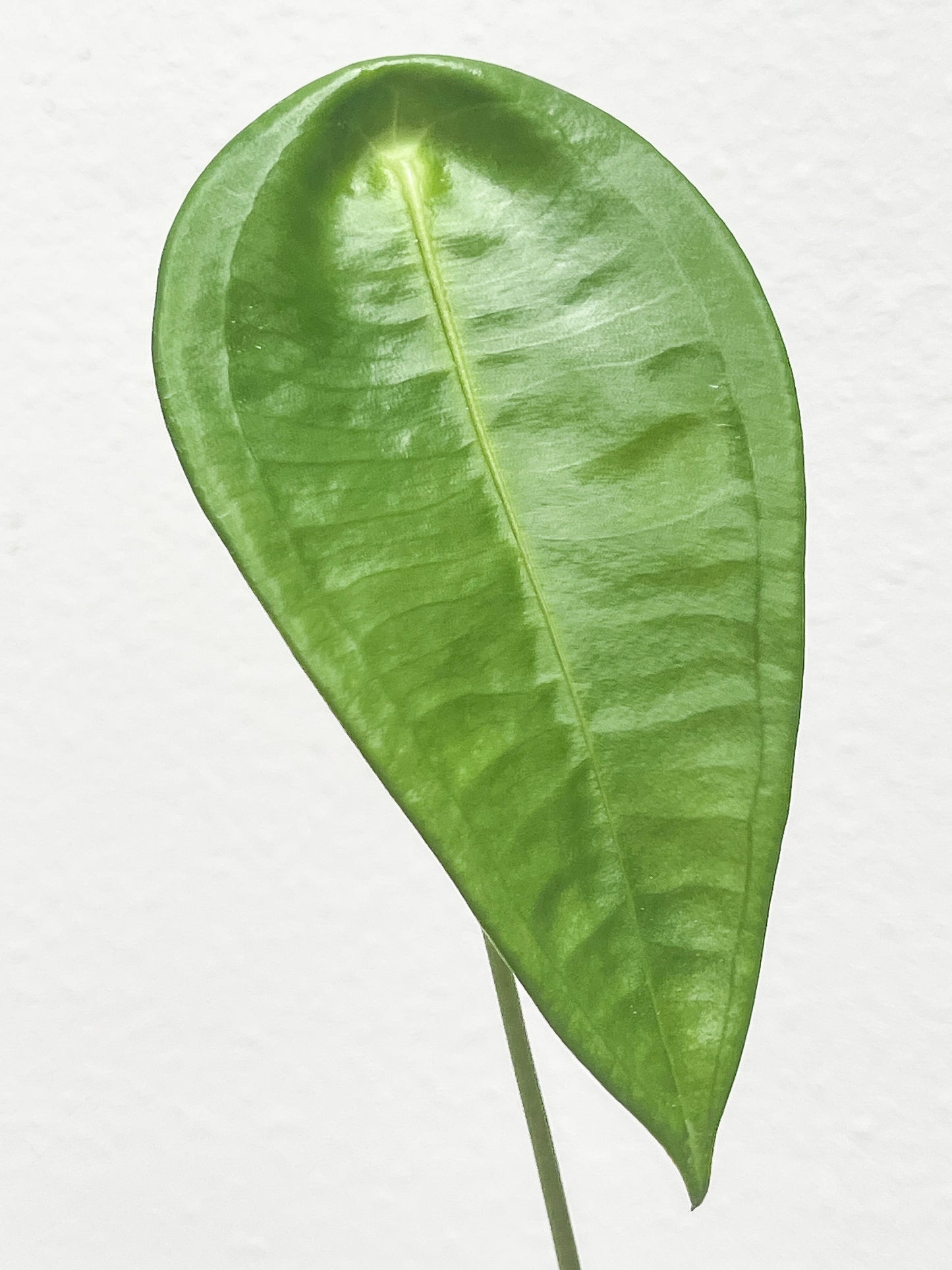 Anthurium peltigerum Unrooted chonk   (First photo is the mother plant, which is not included in this sale)
