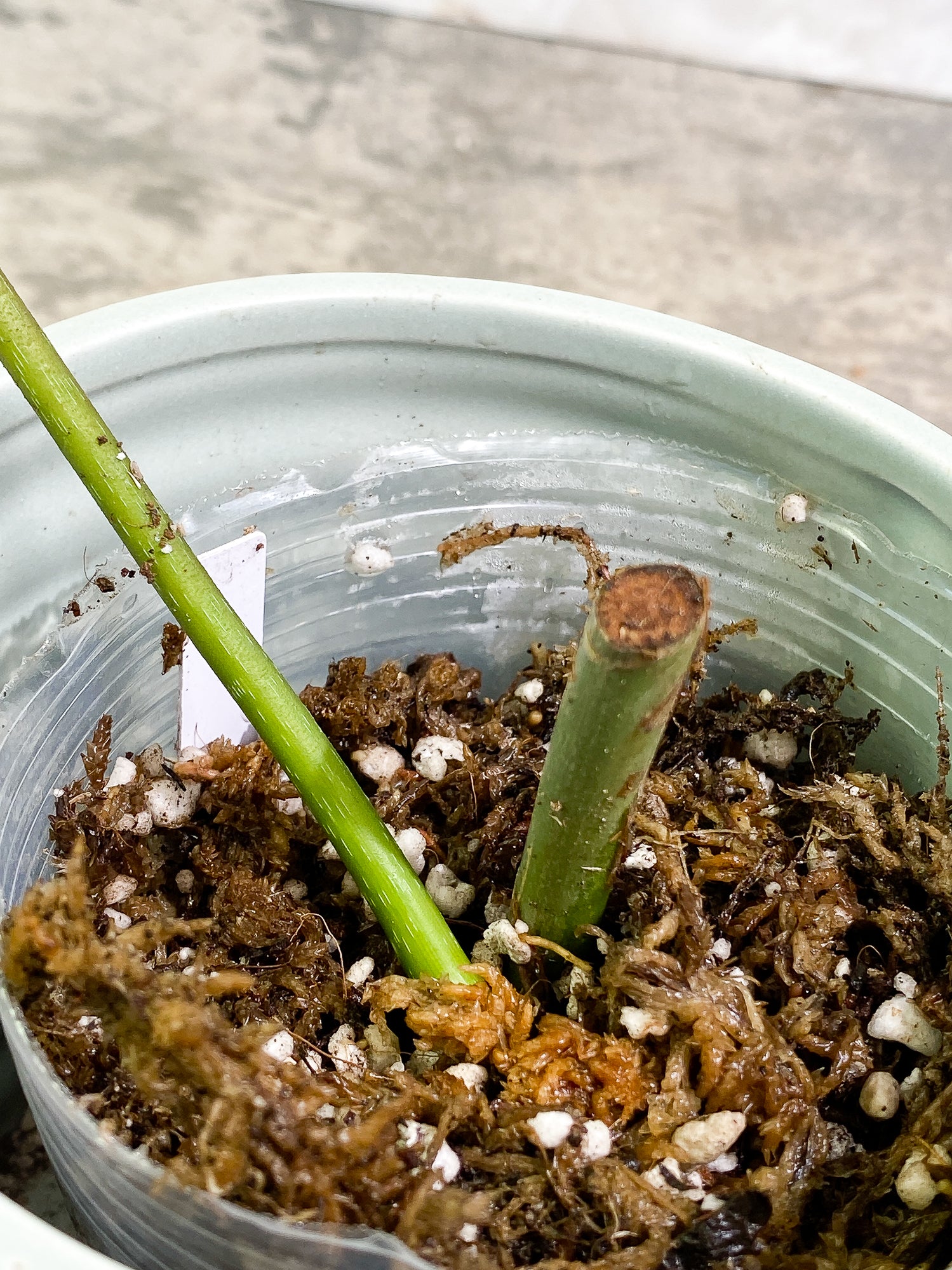 Philodendron Splendid 1 leaf slightly rooted