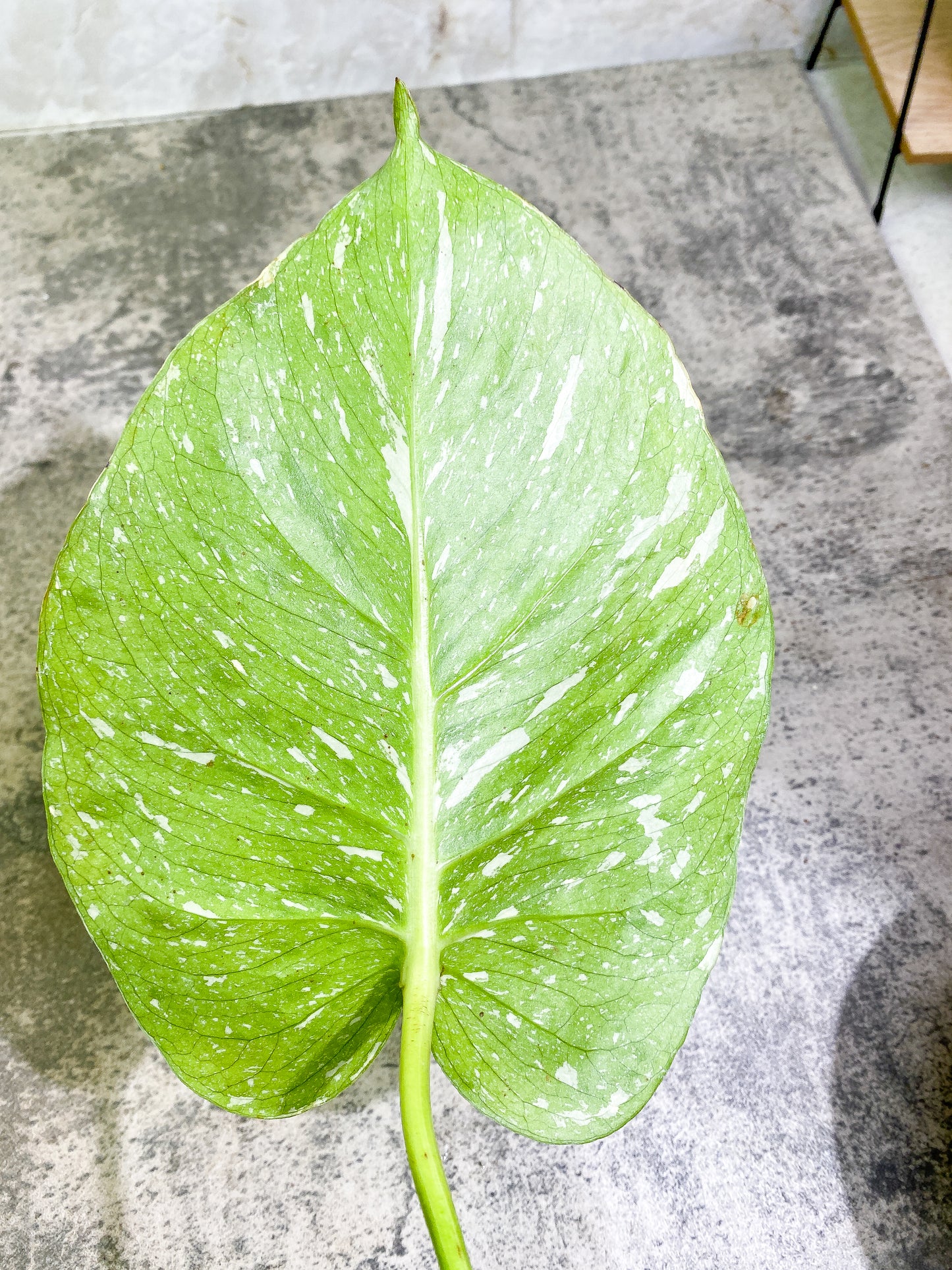 Monstera Thai Constellation  Rooting 1 leaf 1 growing bud