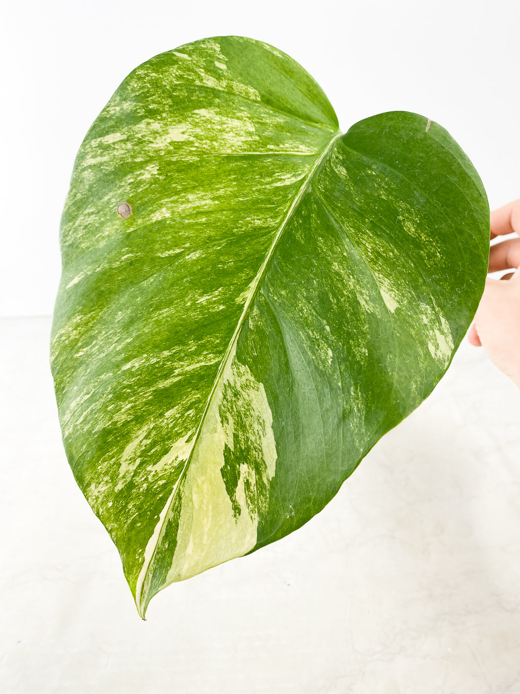 Monstera Aurea 1 leaf rooted in water