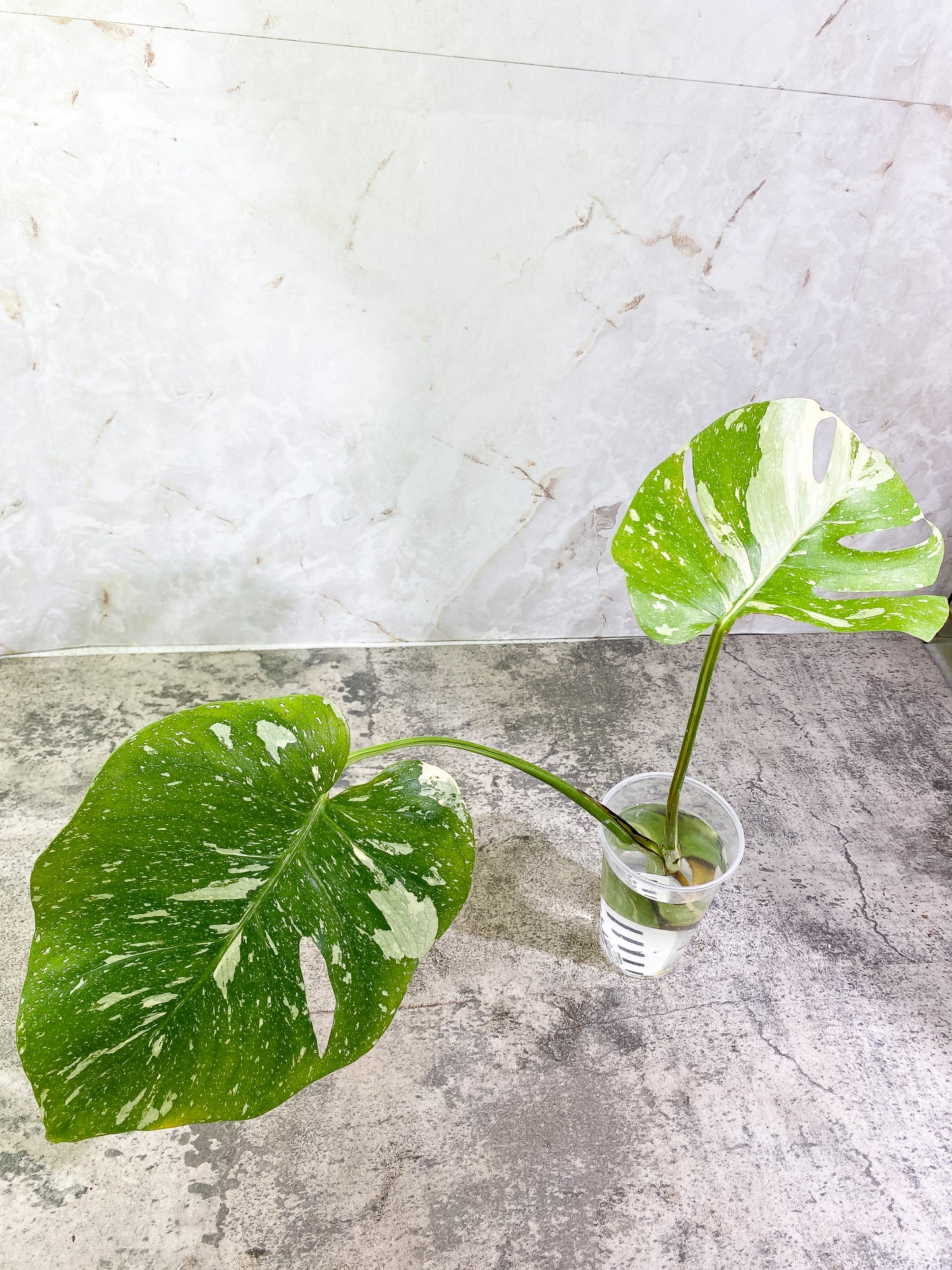 Monstera Thai Constellation  Rooting 1 leaf 1 growing bud