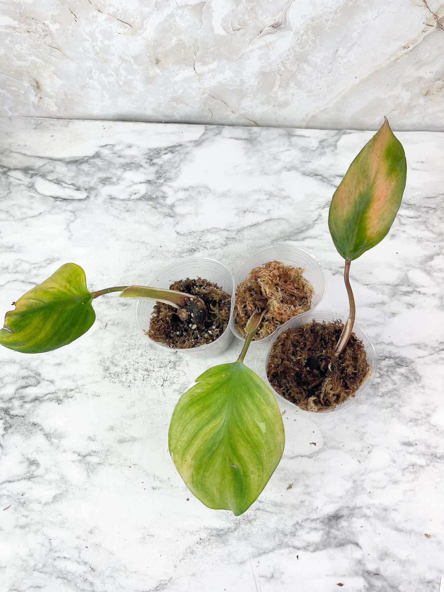 NOT FOR SALE: Grower Choice: Philodendron White Knight Rooting Cutting. Available 3