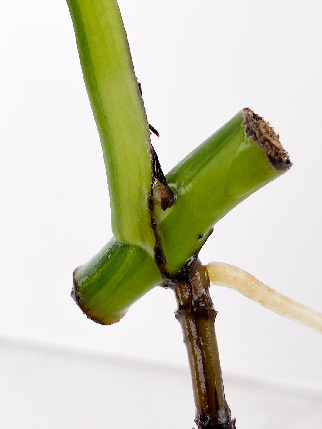 Monstera Aurea 1 leaf slightly rooted