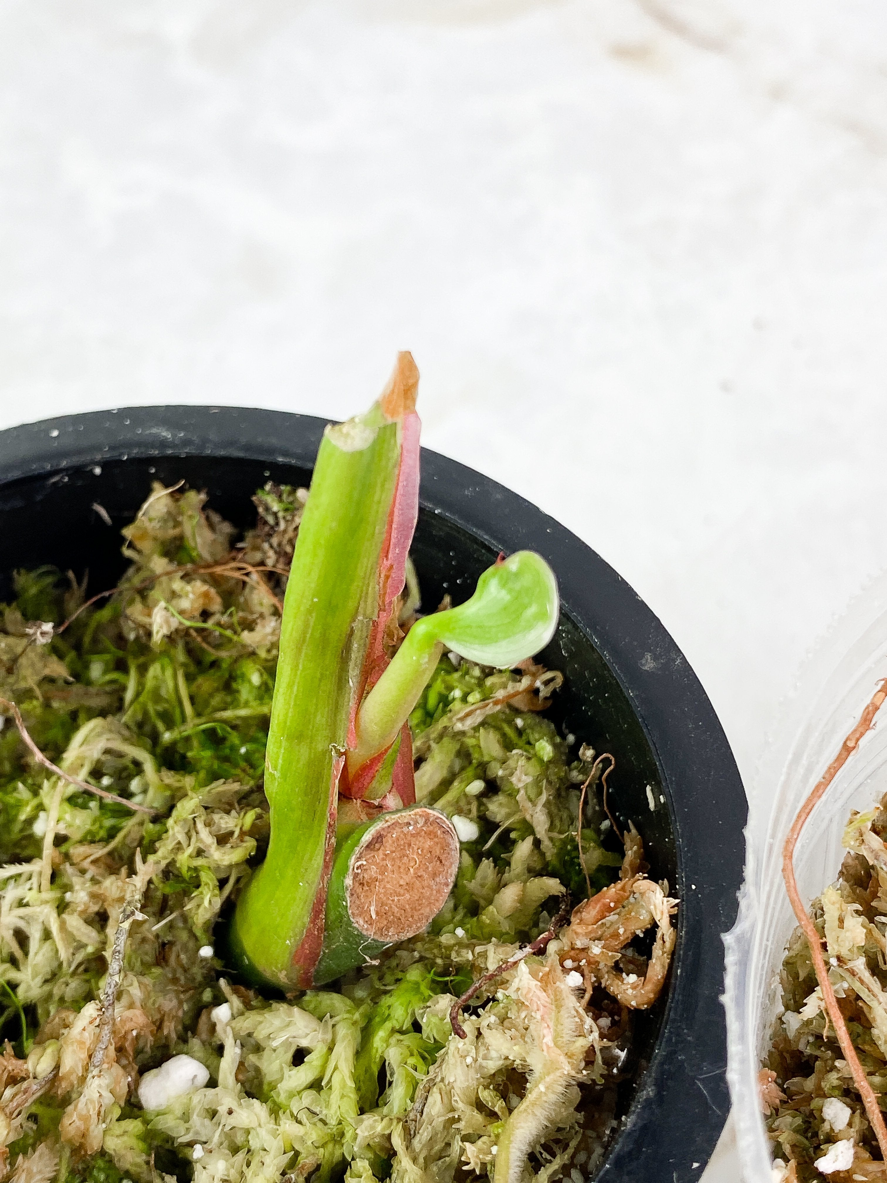 Grower Choice:  Philodendron White Princess Rooted sprout