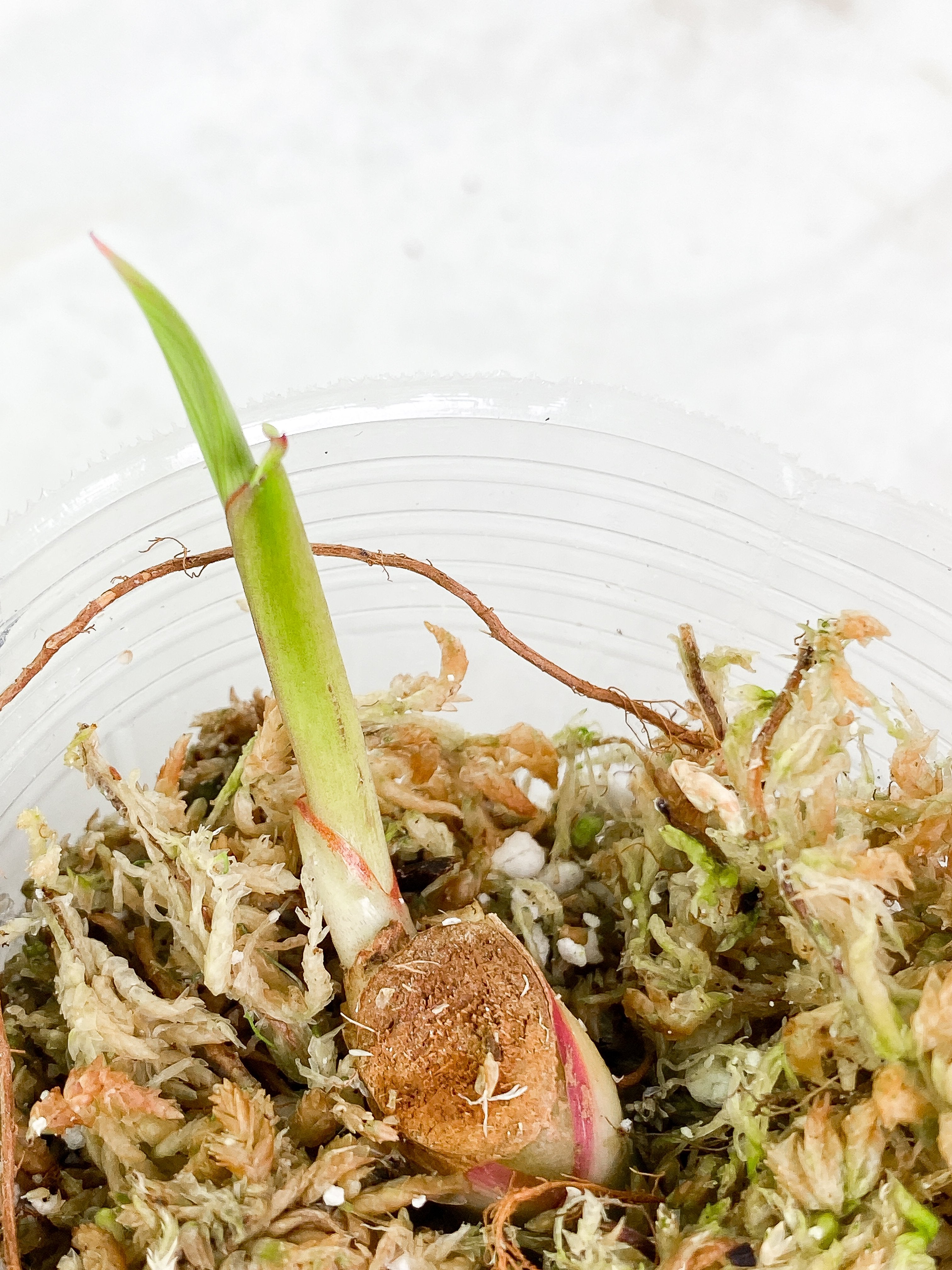 Grower Choice:  Philodendron White Princess Rooted sprout