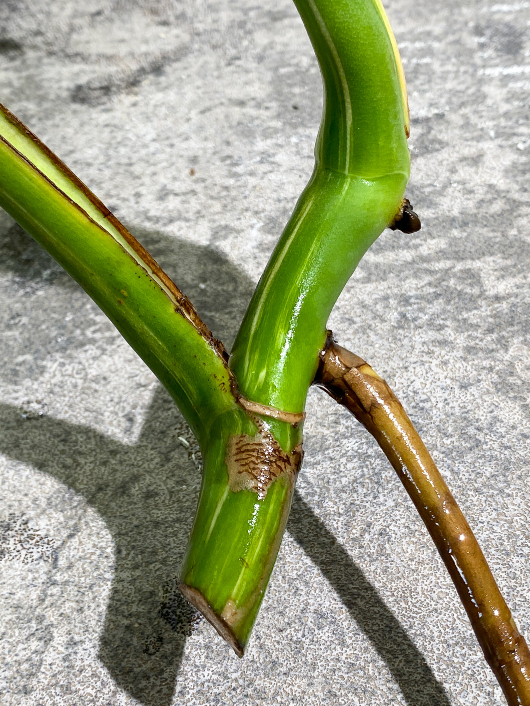 Monstera Albo 3 leaves 1 bud rooting in water