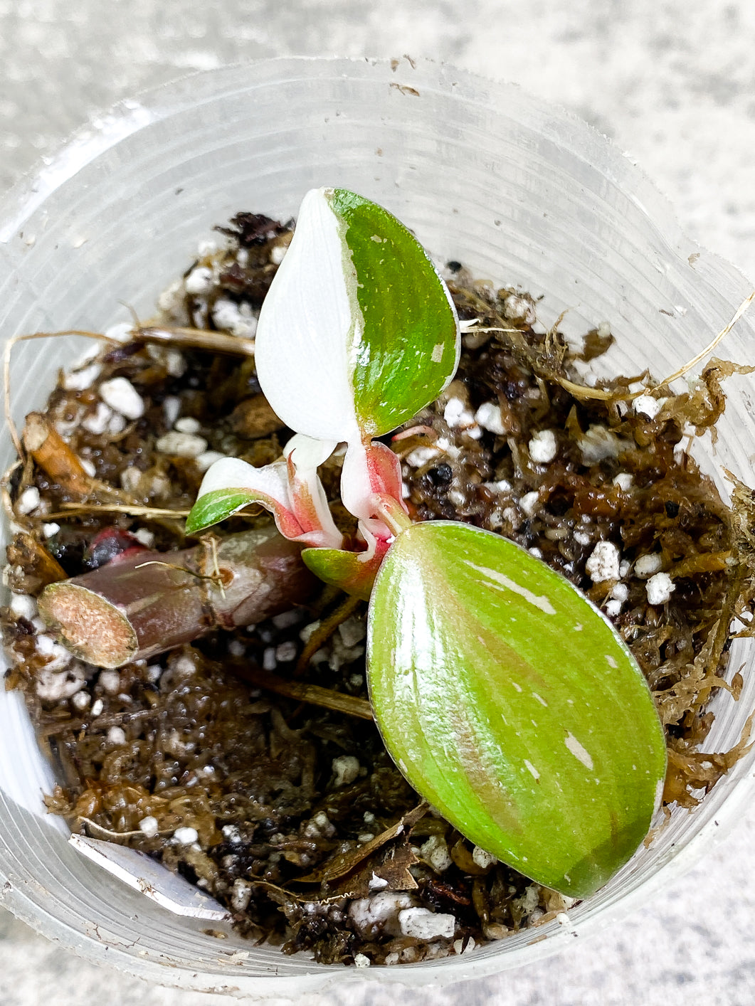 Philodendron white knight tricolor  5 leaves 1 sprout rooting