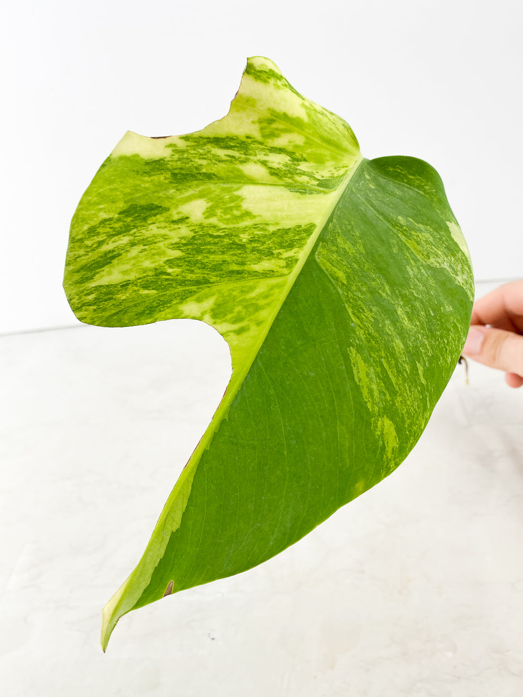 Monstera Aurea 1 leaf rooting