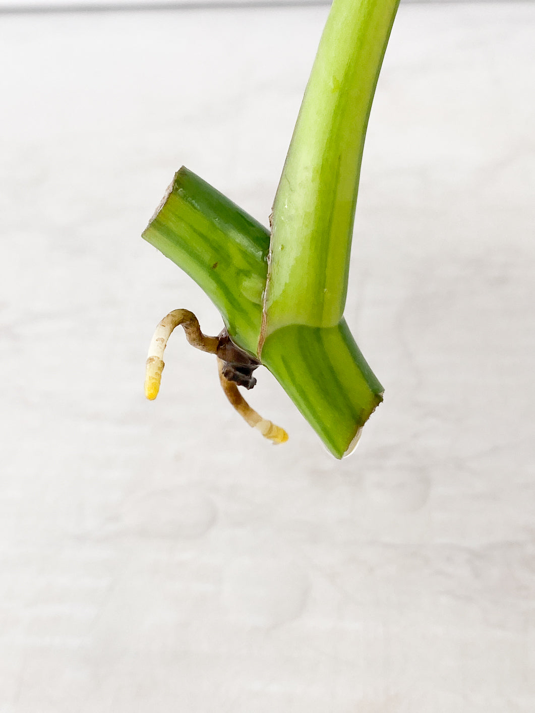 Monstera Aurea 1 leaf rooting