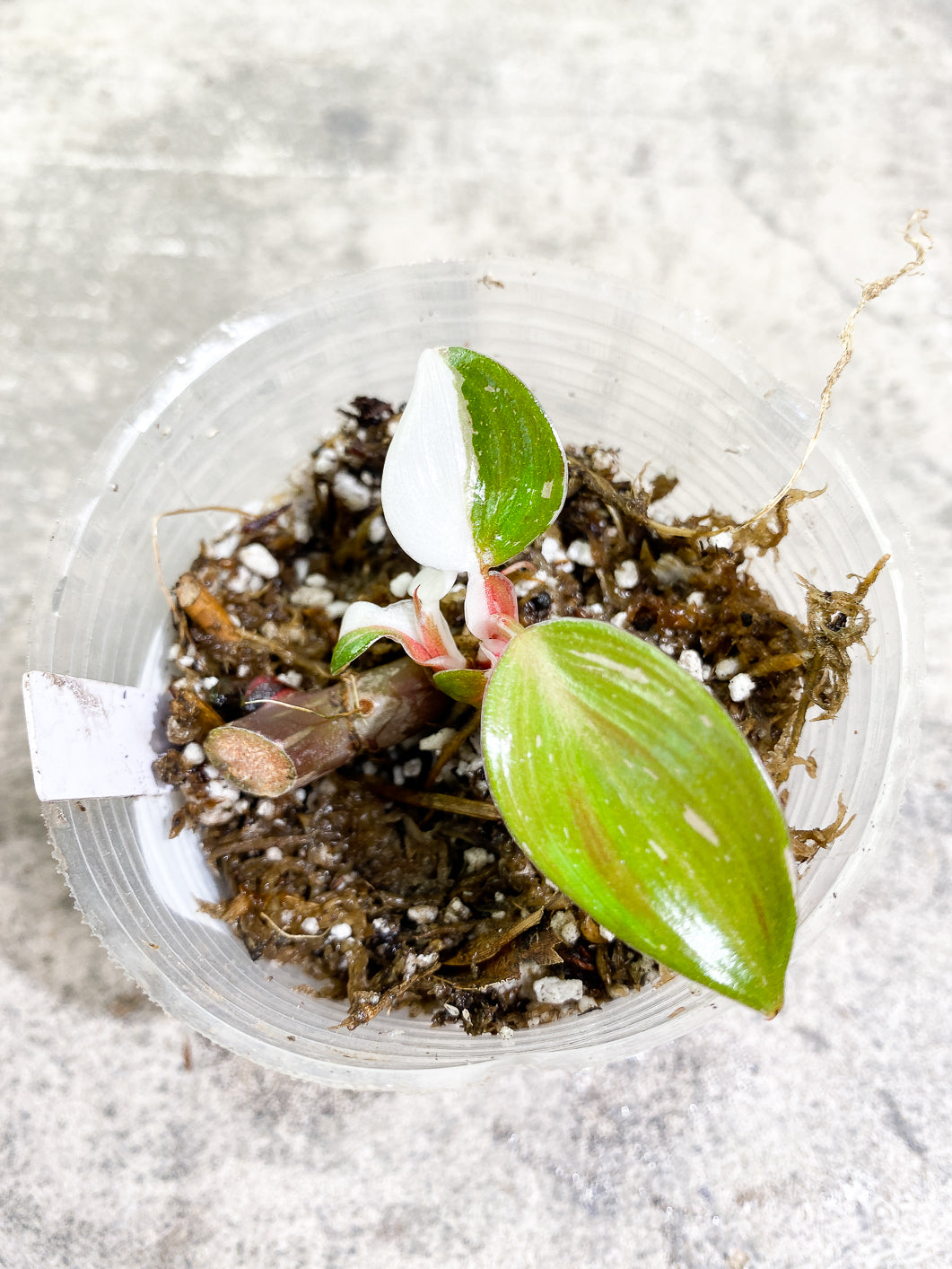 Philodendron white knight tricolor  5 leaves 1 sprout rooting