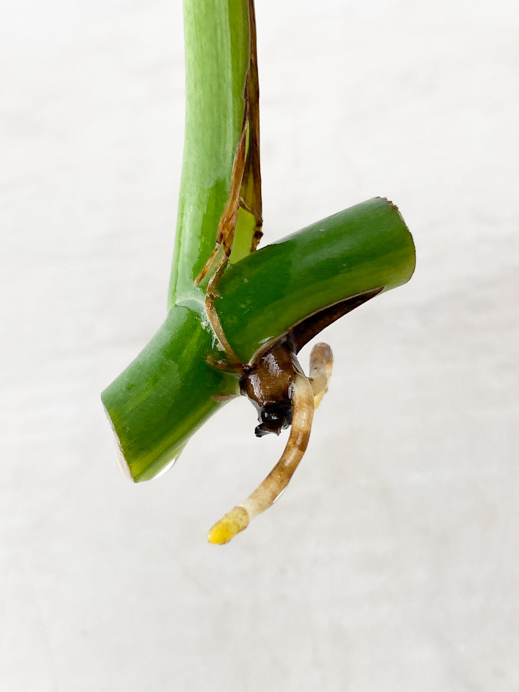 Monstera Aurea 1 leaf rooting