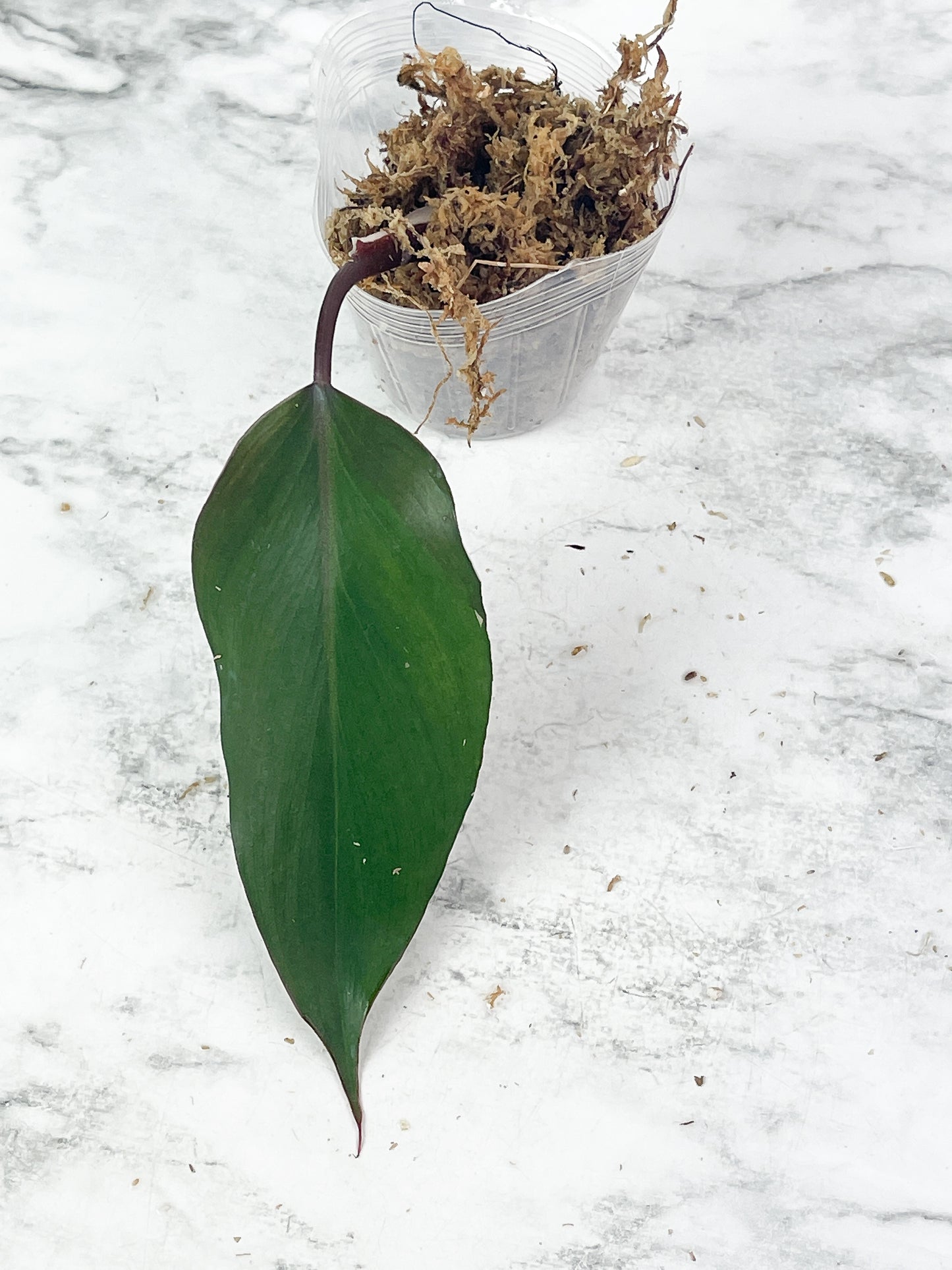 Not for sale: Philodendron White Knight Tricolor Rooting cutting