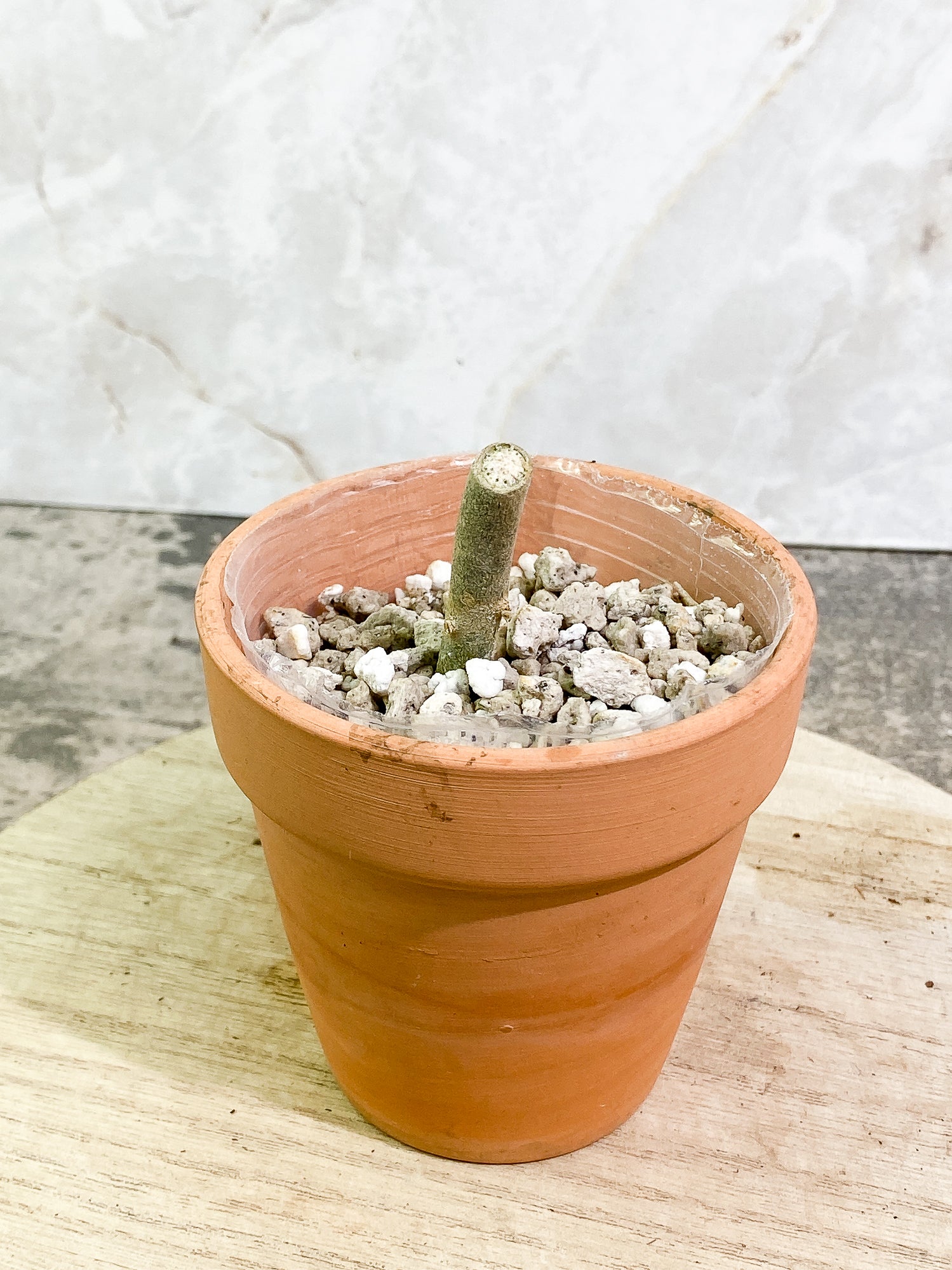 Aglaonema pictum tricolor unrooted node