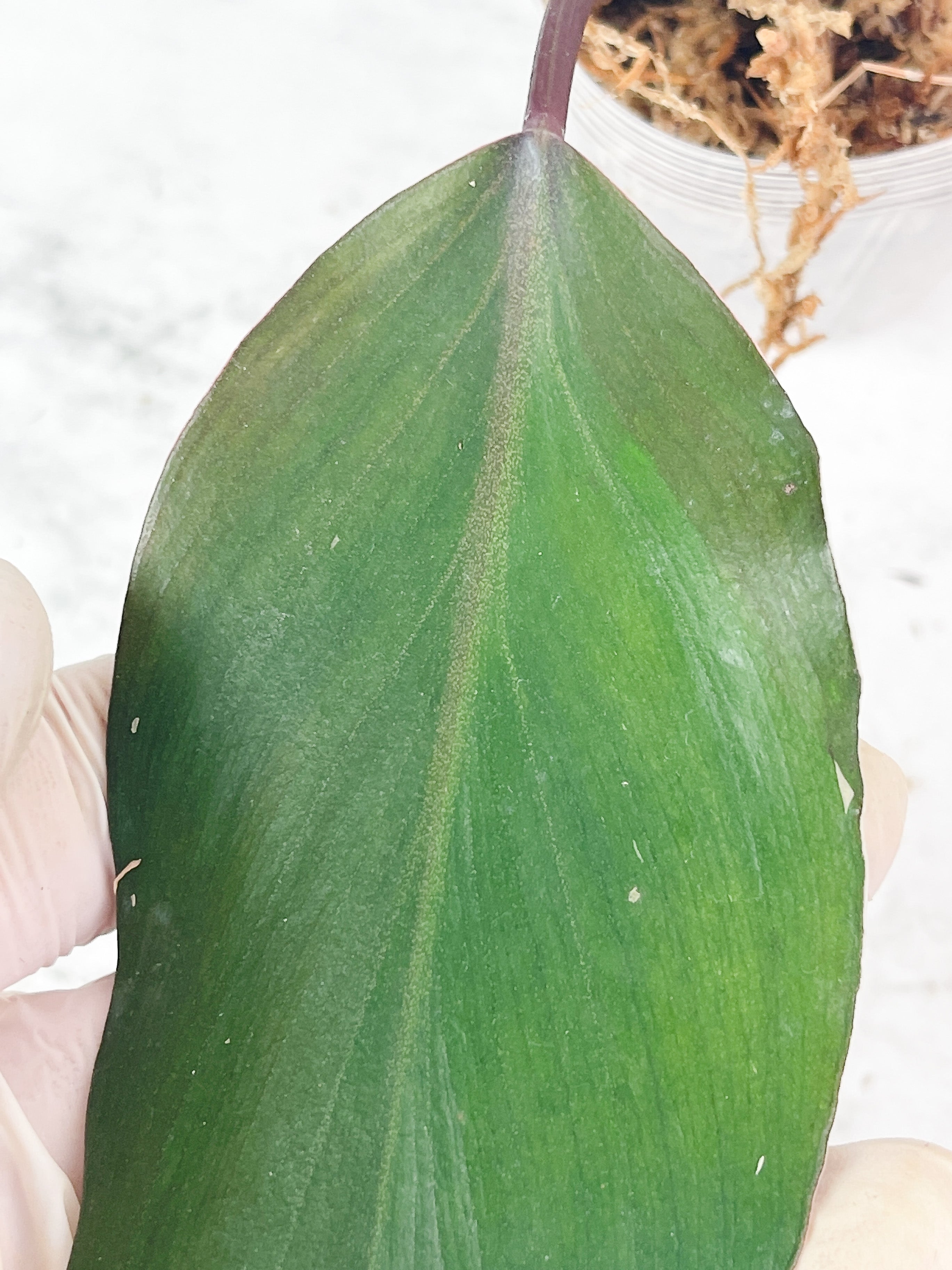 Not for sale: Philodendron White Knight Tricolor Rooting cutting