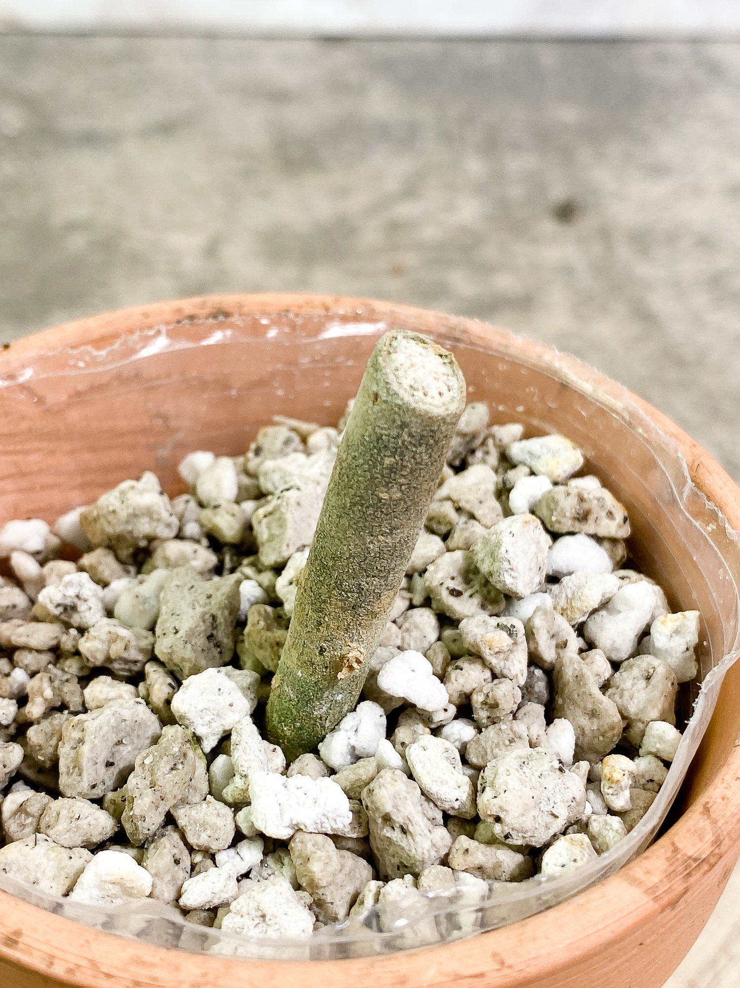 Aglaonema pictum tricolor unrooted node