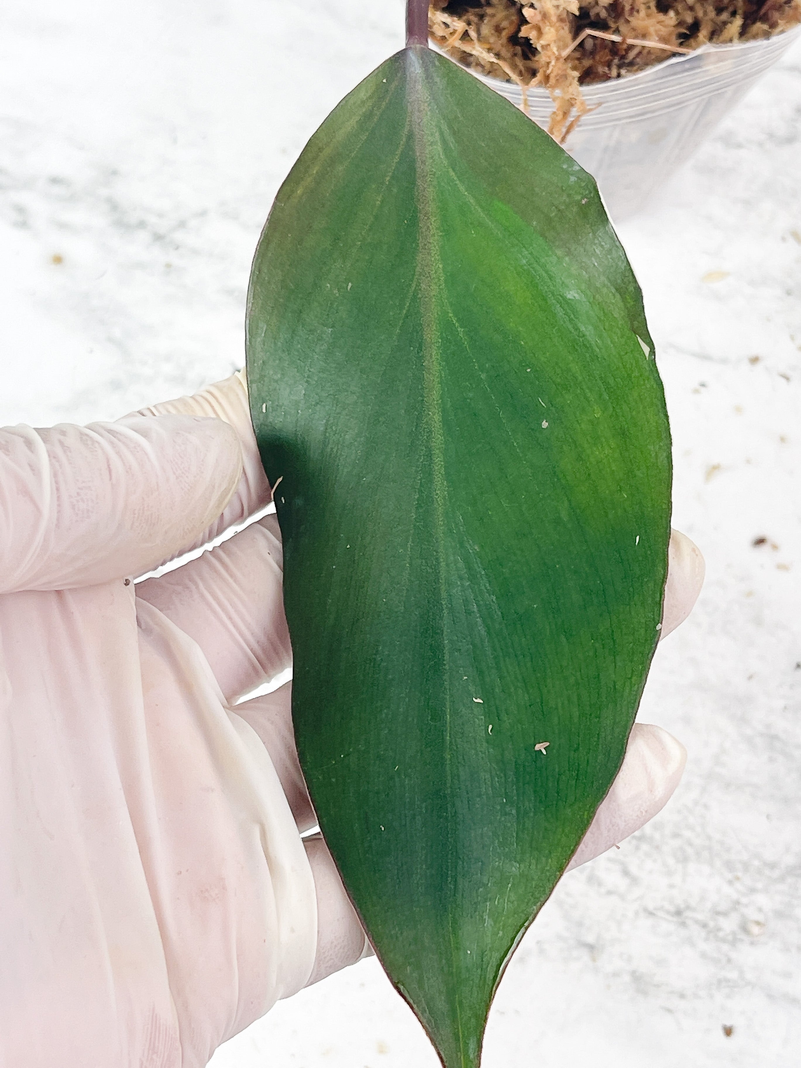 Not for sale: Philodendron White Knight Tricolor Rooting cutting