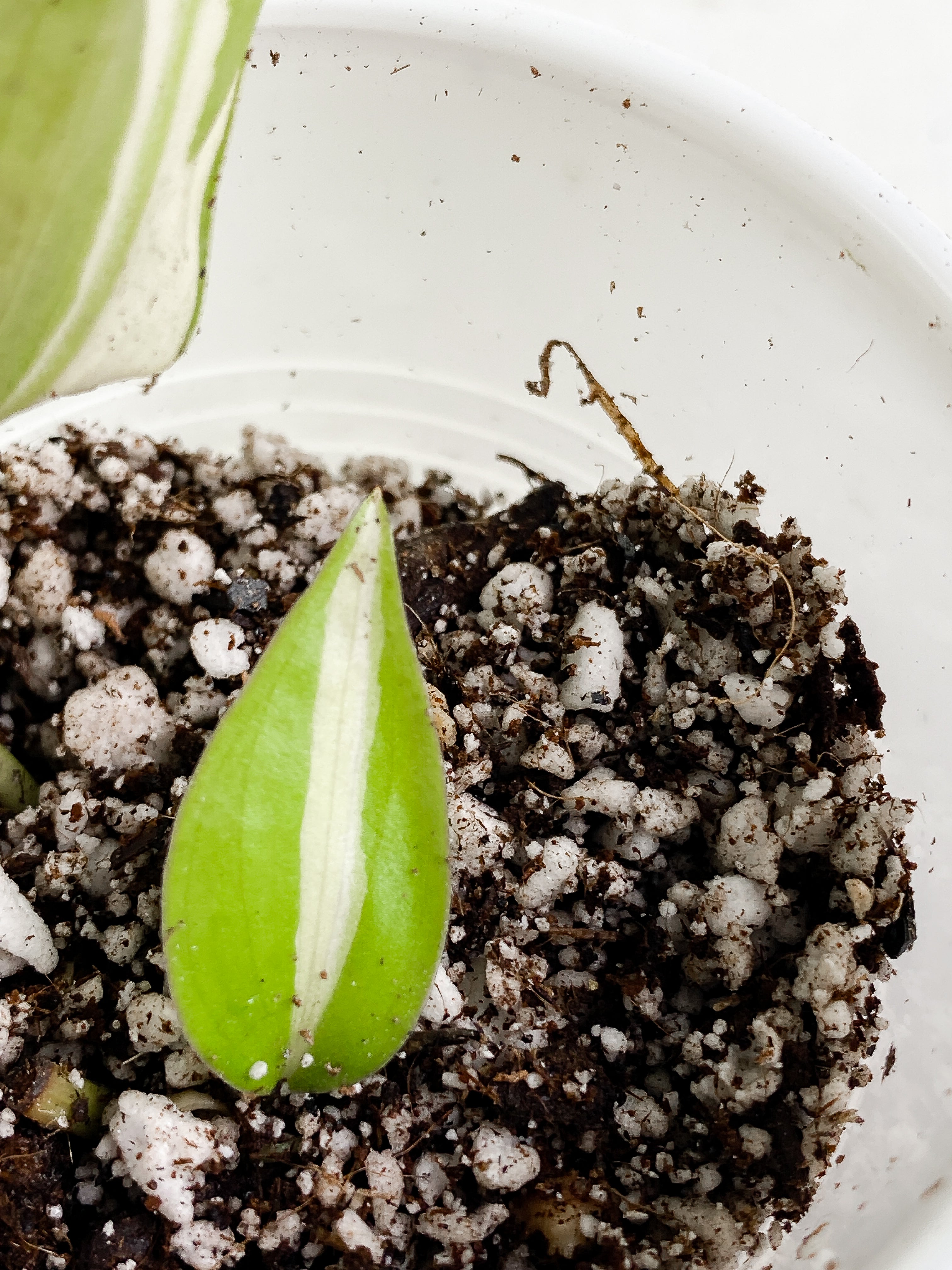 Philodendron cream splash 2 leaves rooting