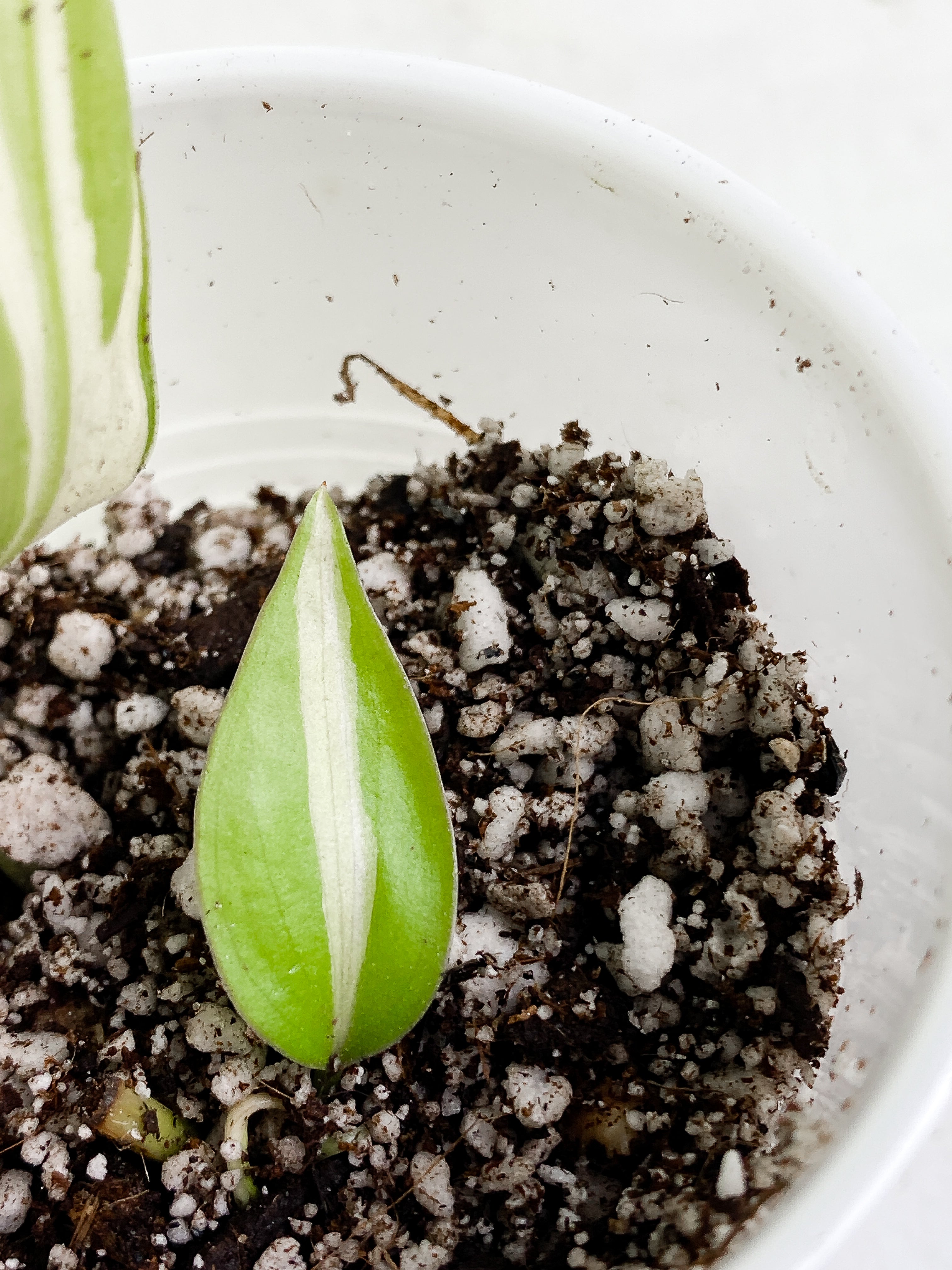 Philodendron cream splash 2 leaves rooting