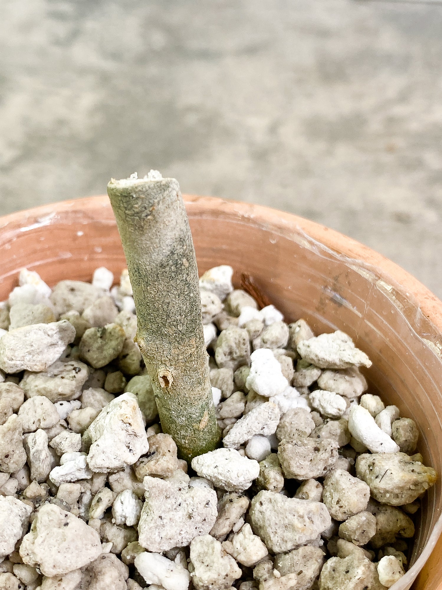 Aglaonema pictum tricolor unrooted node