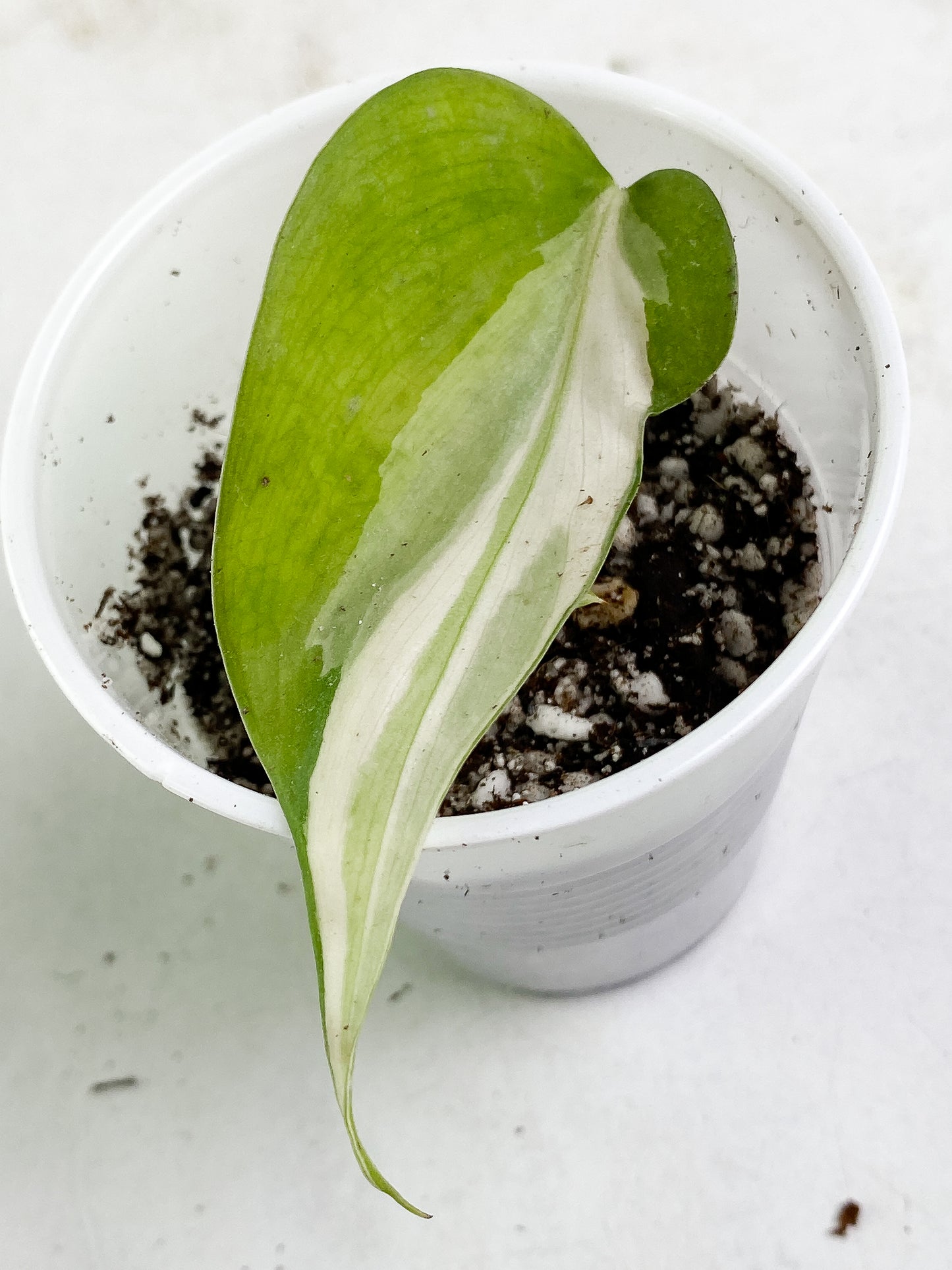 Philodendron cream splash 2 leaves rooting