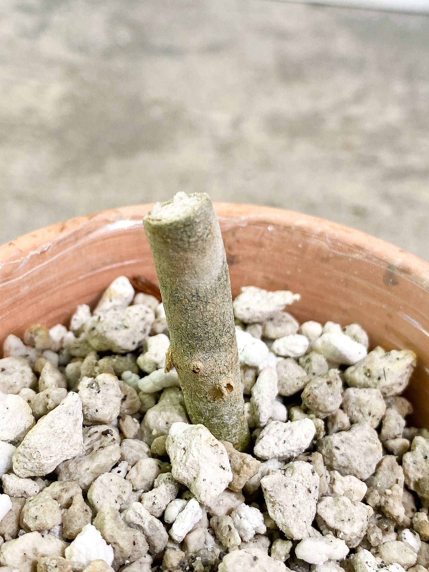 Aglaonema pictum tricolor unrooted node