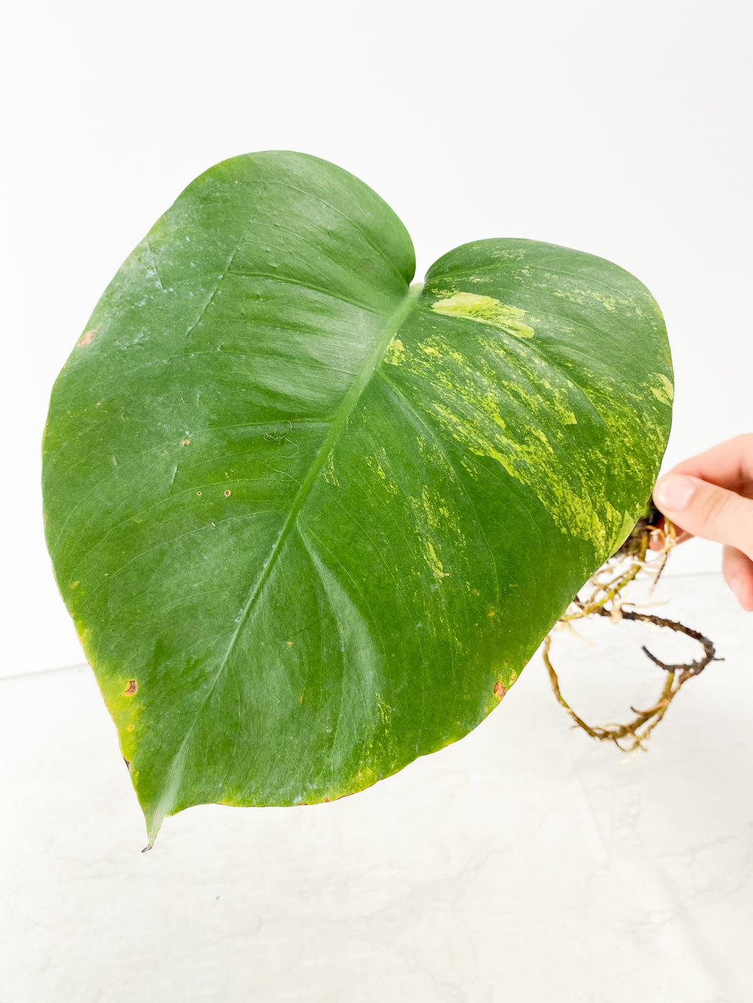 Monstera Aurea 1 leaf slightly rooted