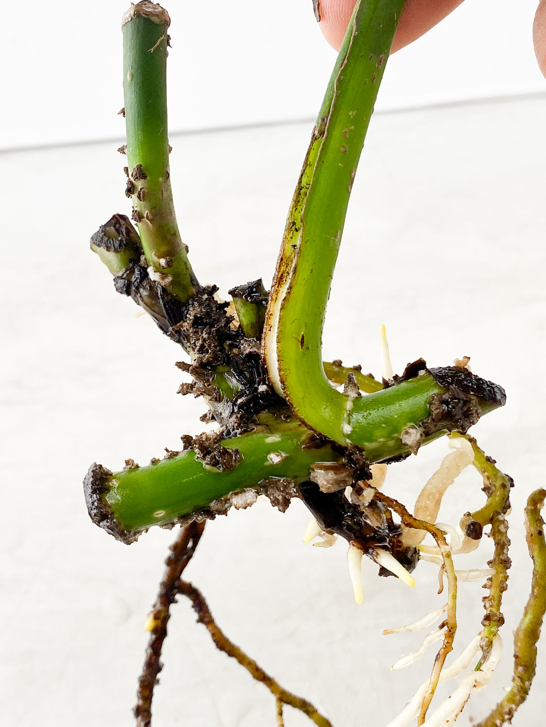 Monstera Aurea 1 leaf slightly rooted