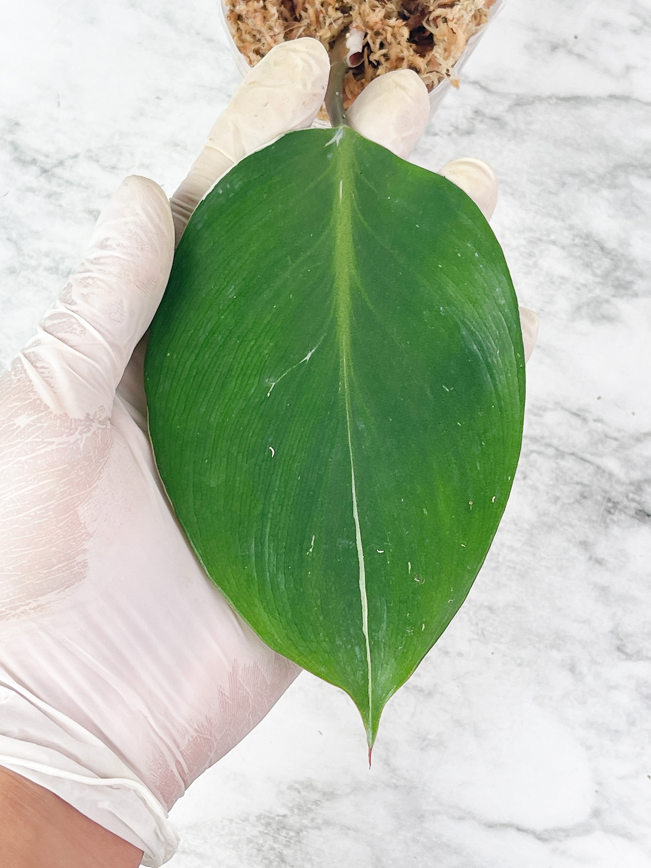Not for sale: Philodendron White Knight Rooting cutting