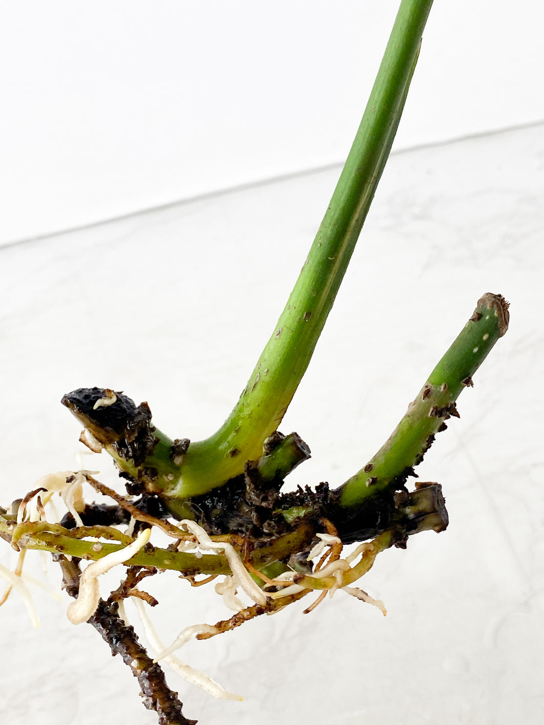 Monstera Aurea 1 leaf slightly rooted
