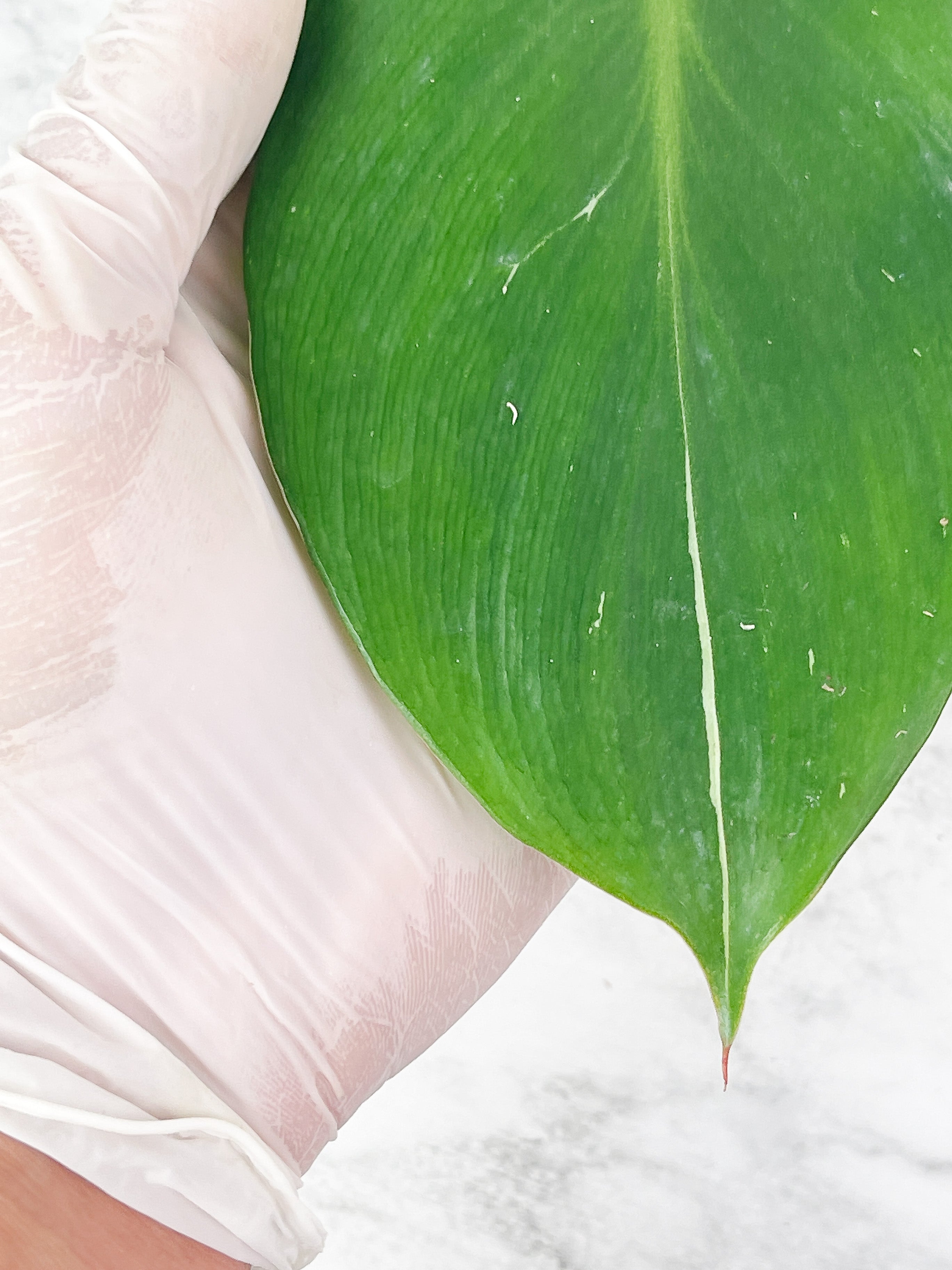 Not for sale: Philodendron White Knight Rooting cutting