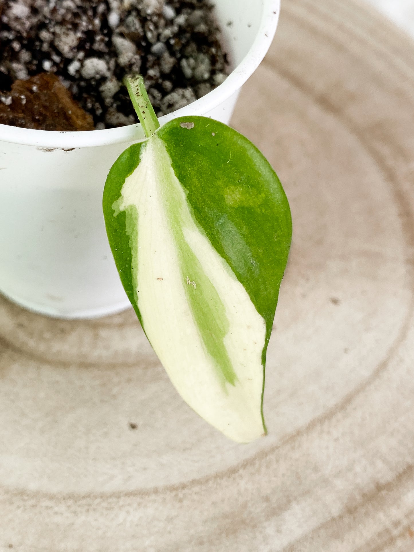Philodendron cream splash 1 leaf slightly rooted